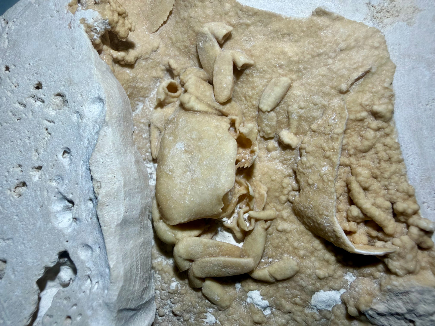 Wide shot of large 7.2 x 7 inch travertine fossil slab containing a Miocene–Pliocene Potamon crab.