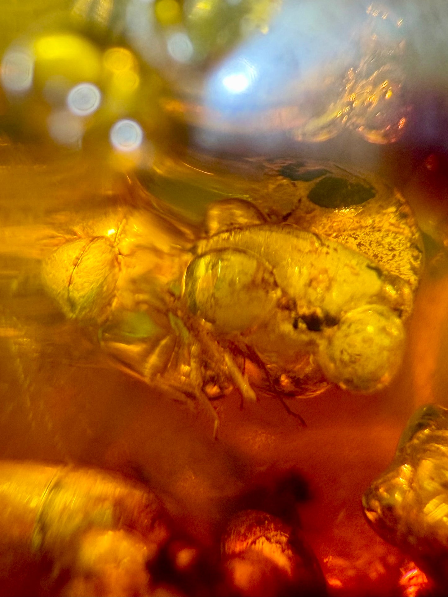 Amber With Insects- Colombia | River Walkers Minerals
