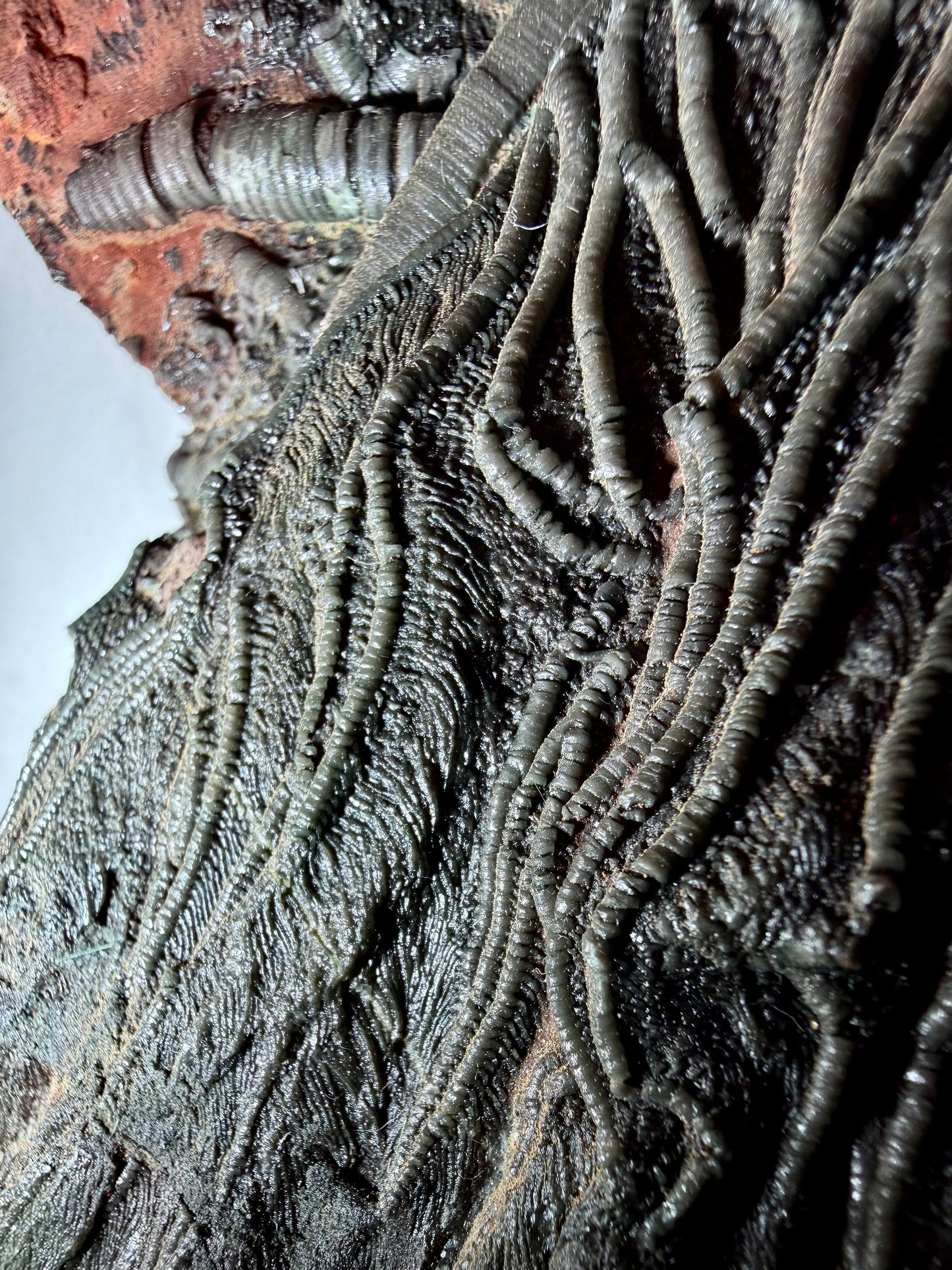 Massive Crinoid Fossil Plate- Morocco | River Walkers Minerals