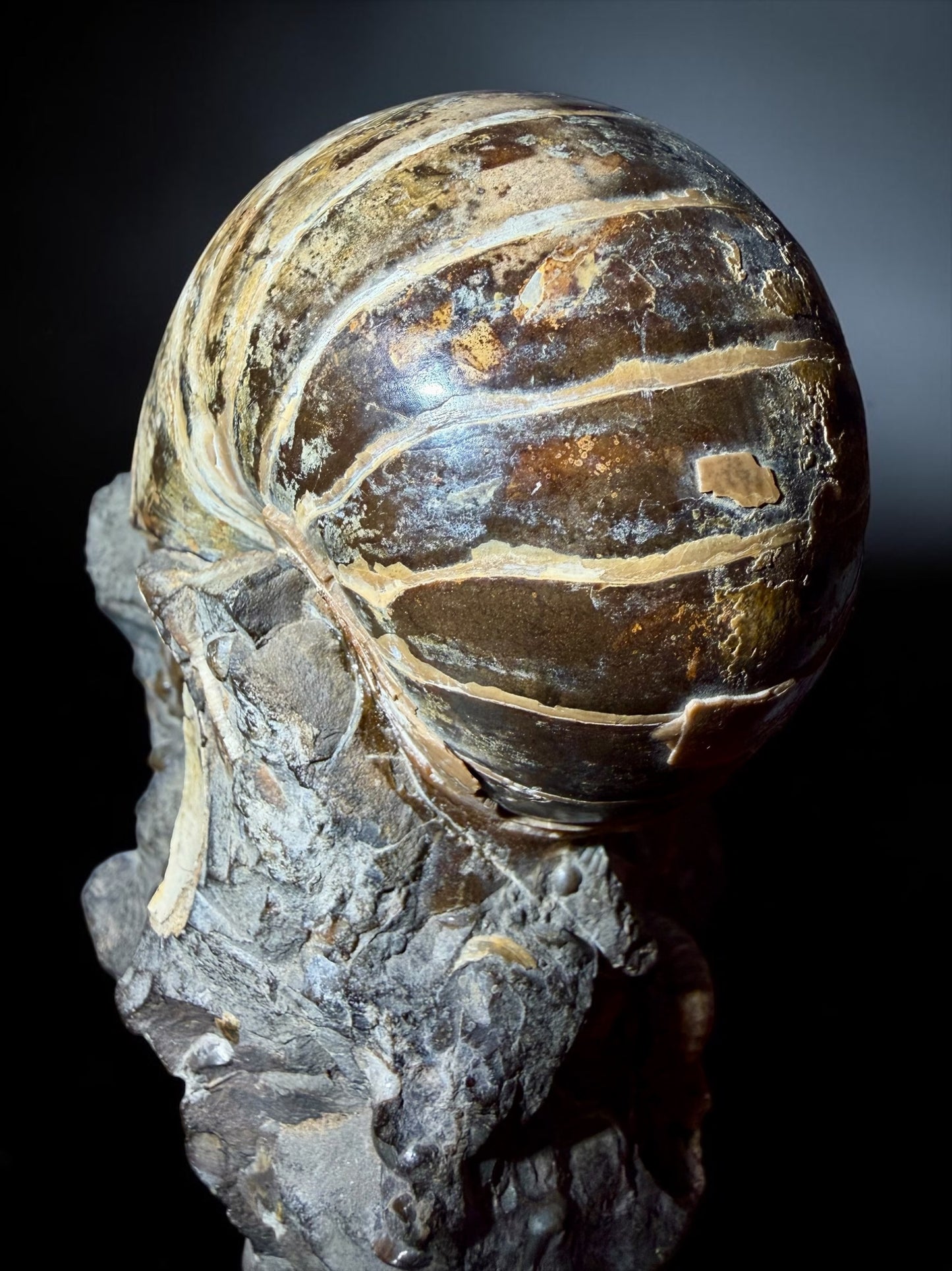 Eutrephoceras dekayi with Hoploscaphites- Pierre Shale, Montana | River Walkers Minerals