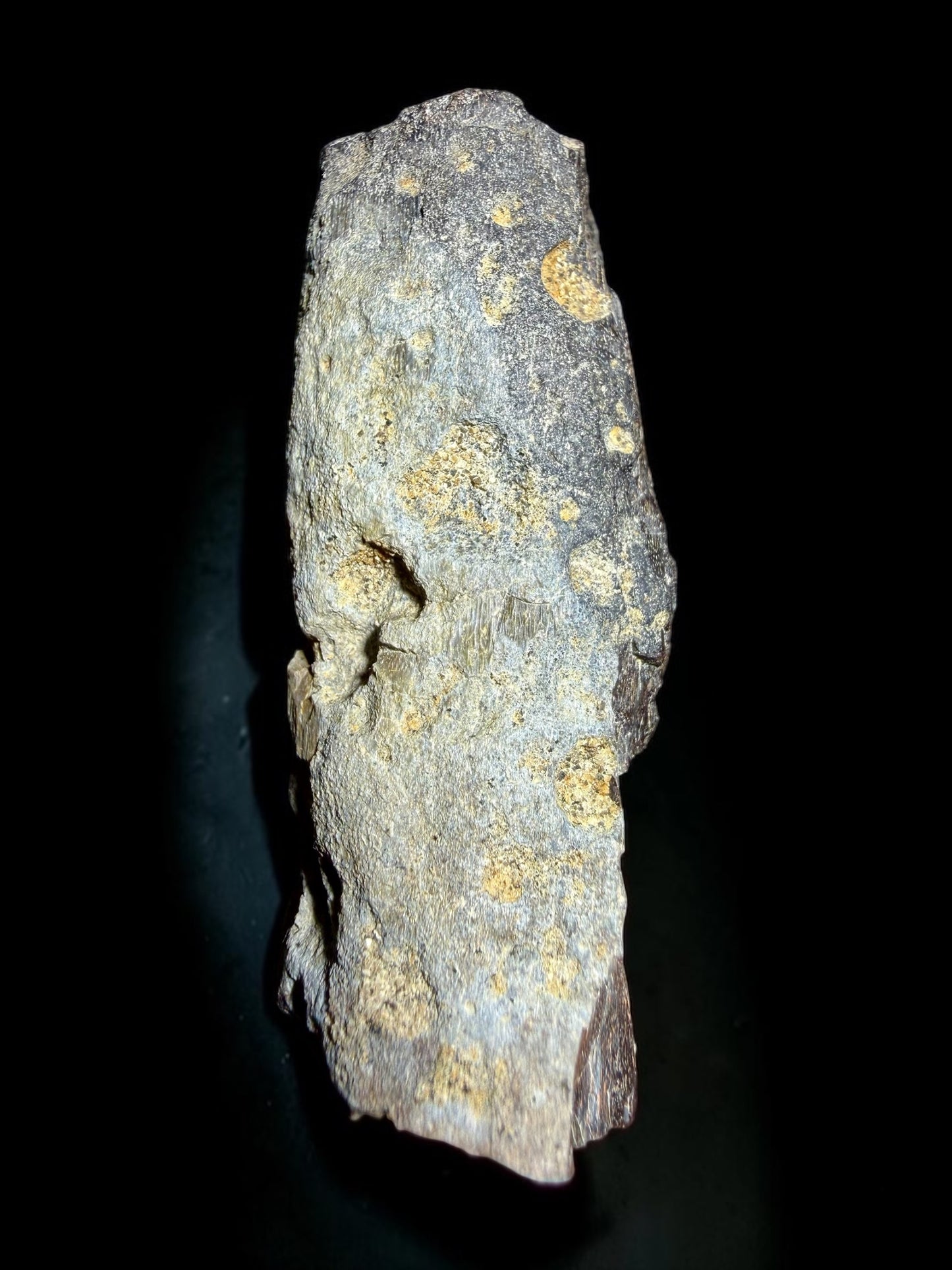 Camarasaurus Femur Fragment with Bite Marks- Morrison Formation | River Walkers Minerals