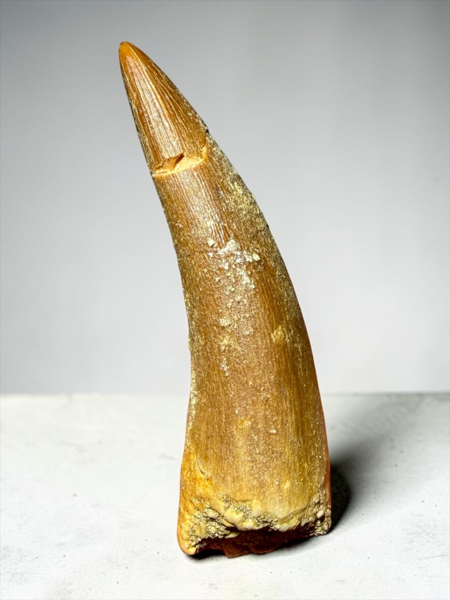 Large Mosasaur Tooth- Khouribga, Morocco | River Walkers Minerals
