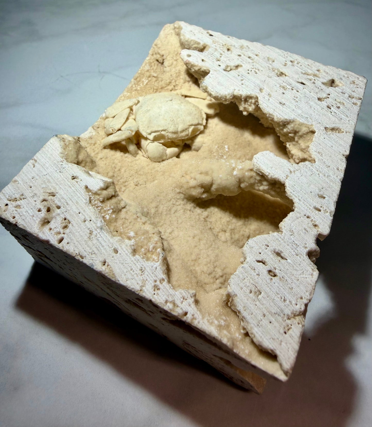 Top view of compact travertine block showing crab fossil framed by textured cavity walls.