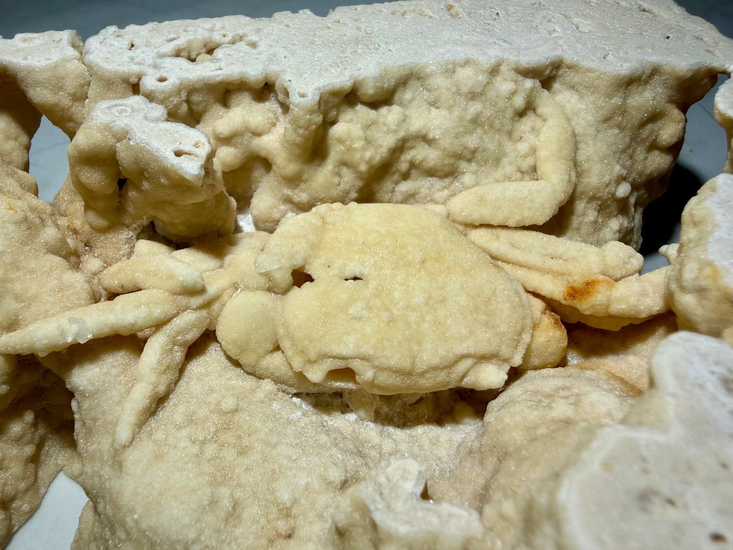 Close-up of fossil crab coated in fine mineralization inside a textured travertine pocket.