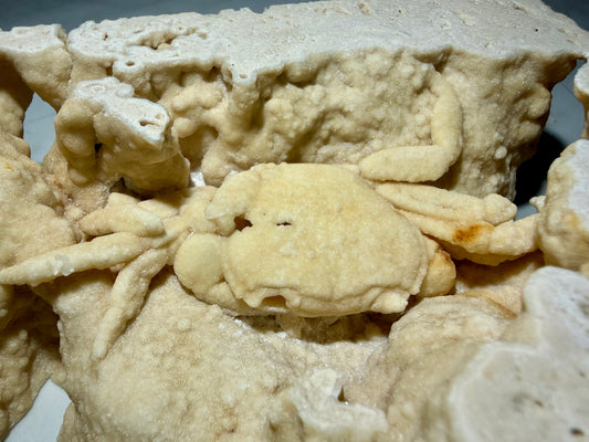 Close-up of fossil crab coated in fine mineralization inside a textured travertine pocket.