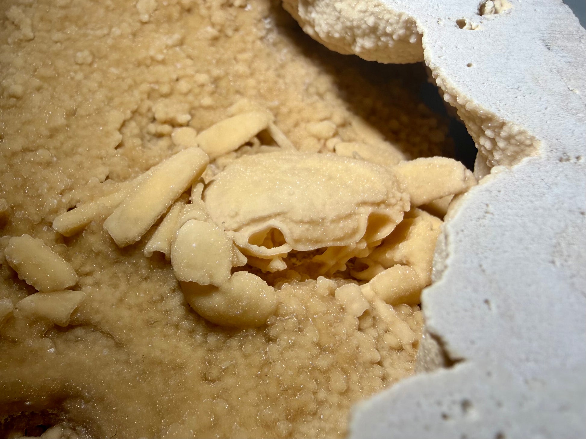 Close-up of Potamon crab fossil showing thick carapace and scattered limb segments within a textured travertine cavity.