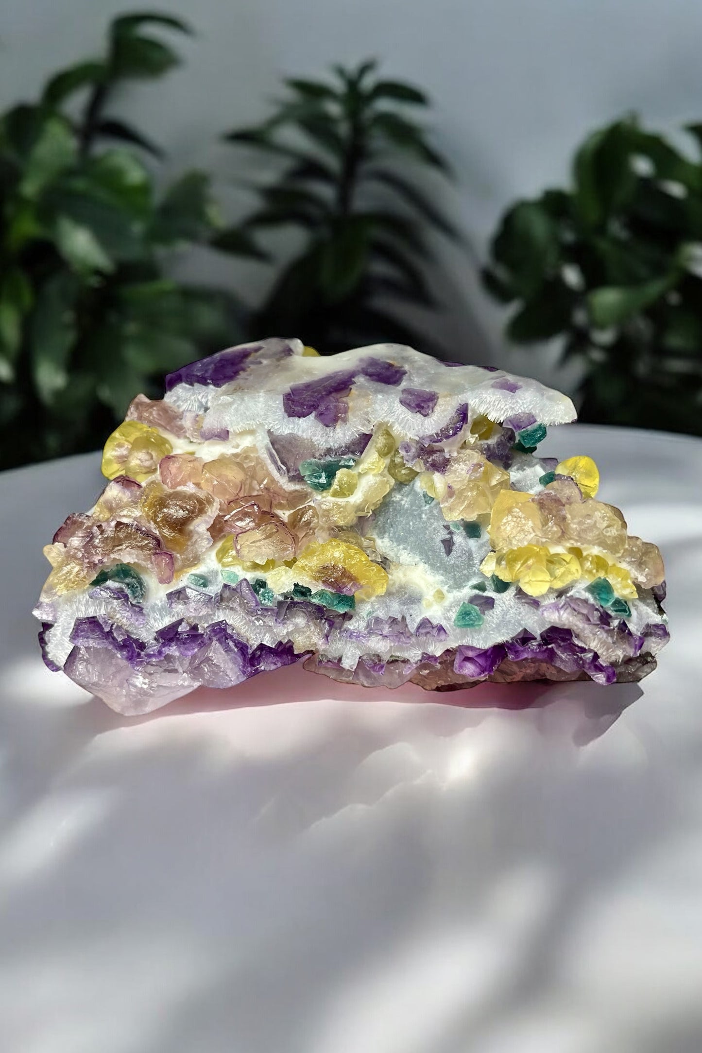 “Willy Wonka” Fluorite 4+ Generational Growth DOUBLE-SIDED