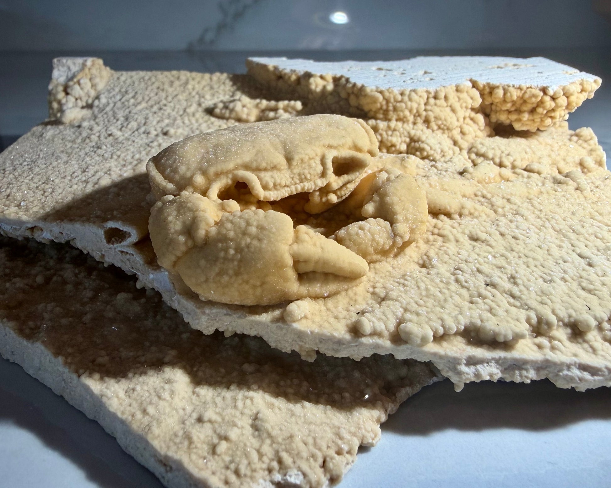 Potamon crab fossil preserved in cream travertine from Denizli Basin, Turkey, showing full carapace and claws.