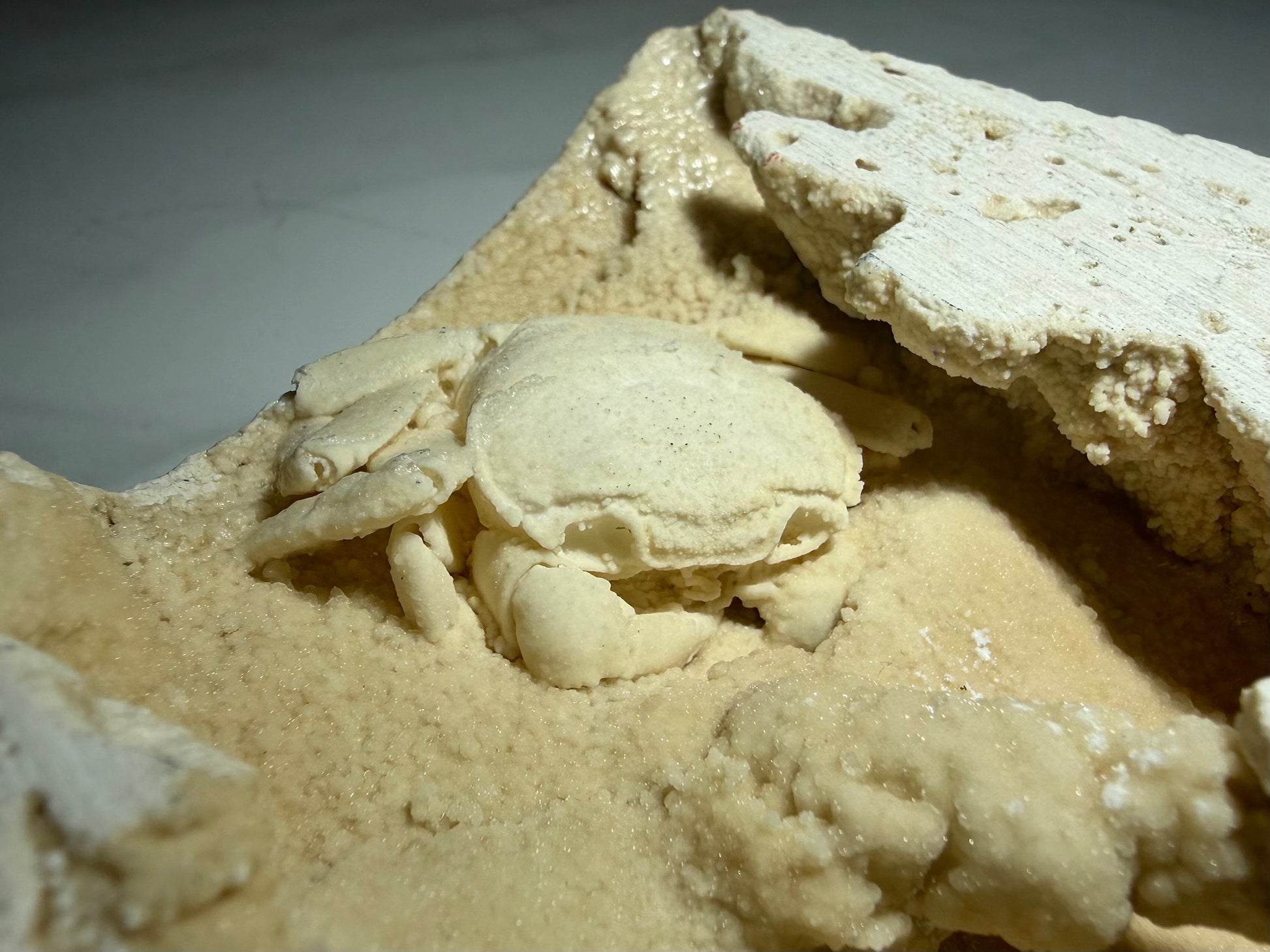 Small Potamon crab fossil tucked inside a natural travertine pocket with cream-colored matrix.