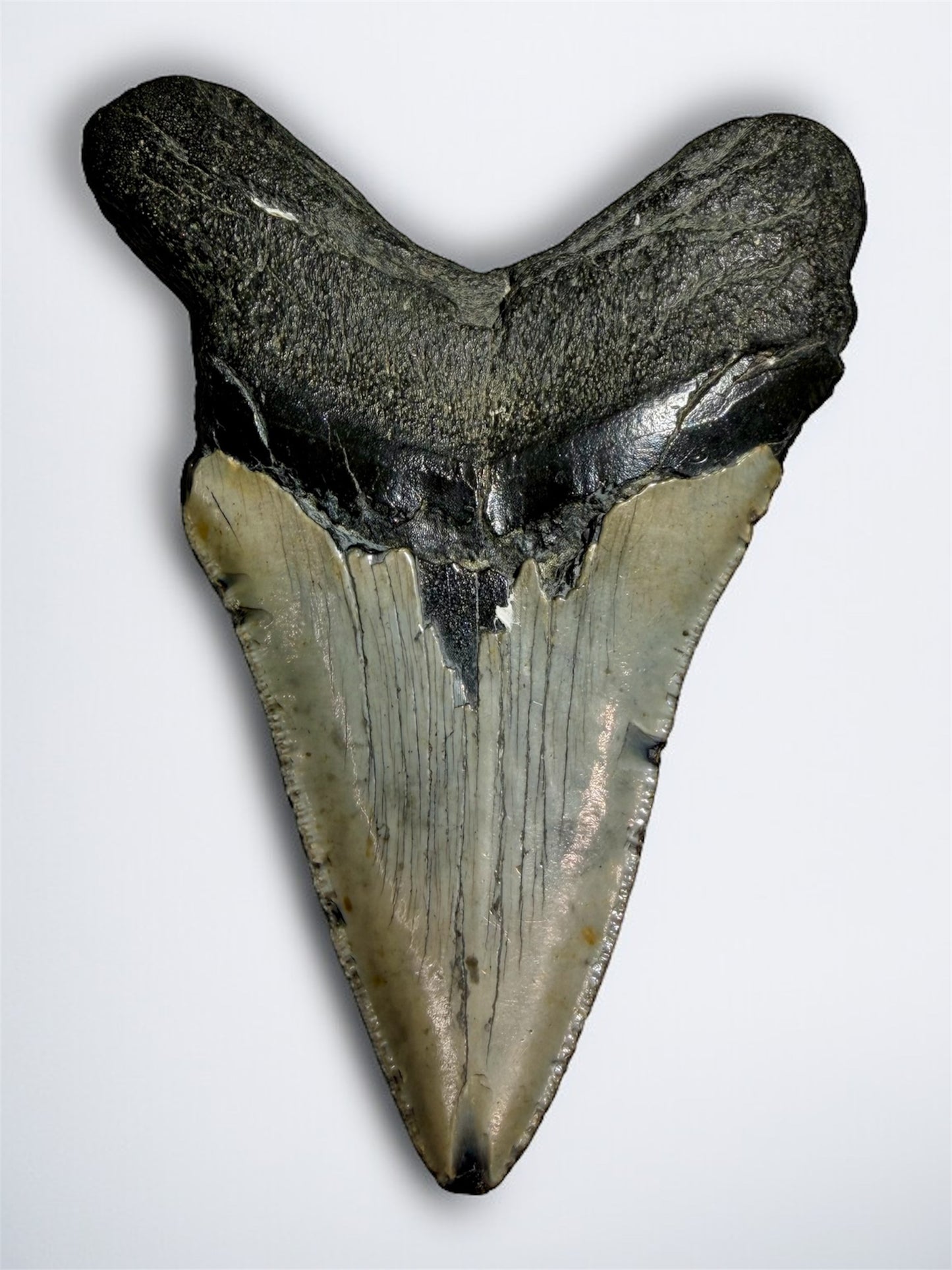 Back view of unrepaired Megalodon tooth showing intact root and bourlette