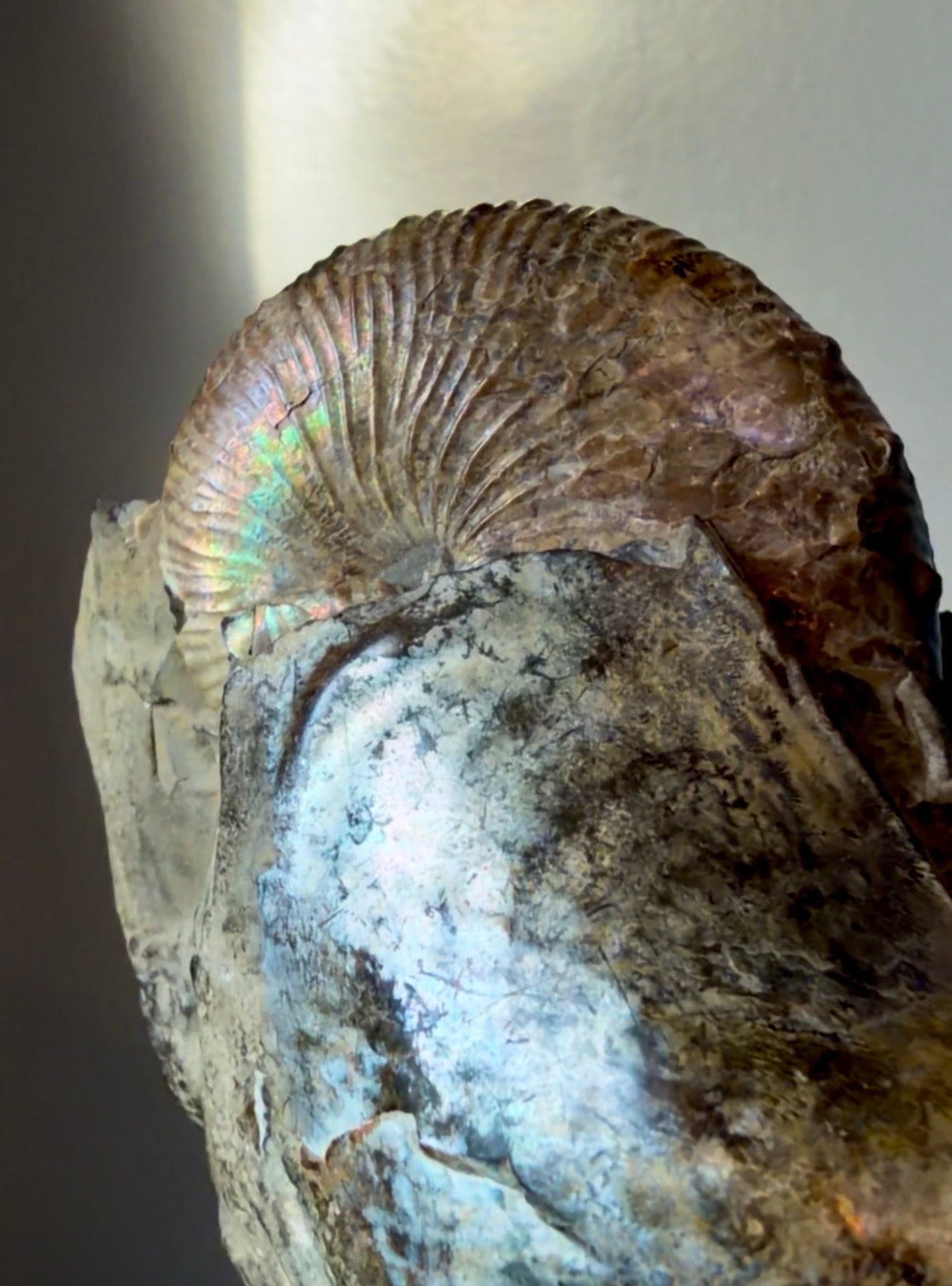 Iridescent-Pearly Eutrephoceras with Marine Shell Fossil- Pierre Shale Montana | River Walkers Minerals