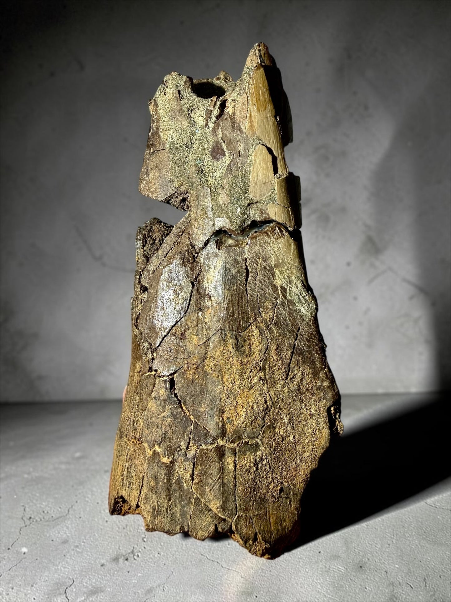 Large Hadrosaur Leg Bone Fragment- Hell Creek Formation | River Walkers Minerals
