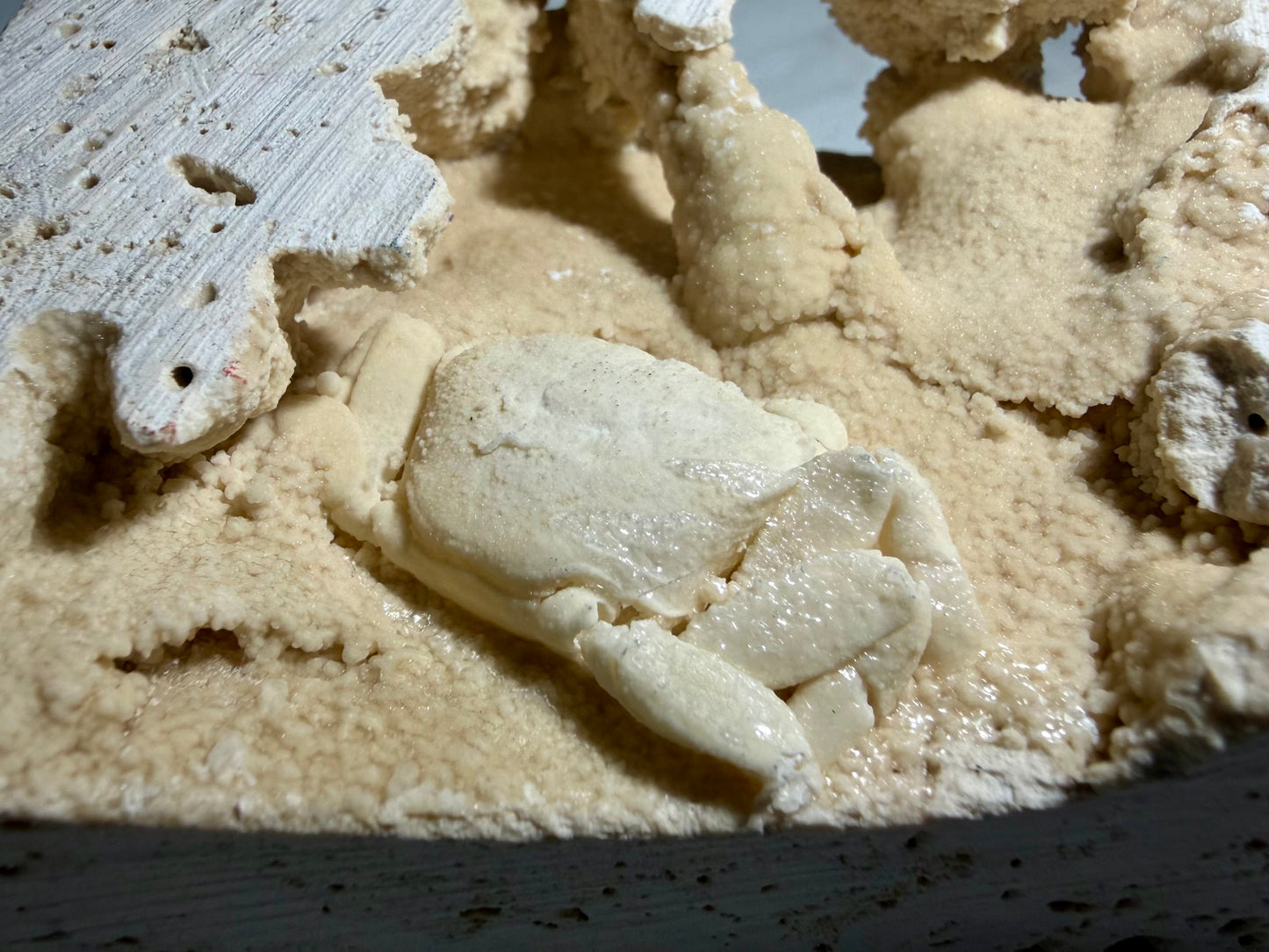 Detailed back shot of pale mineralized crab inside sparkling travertine chamber, 3x3.5 inches.