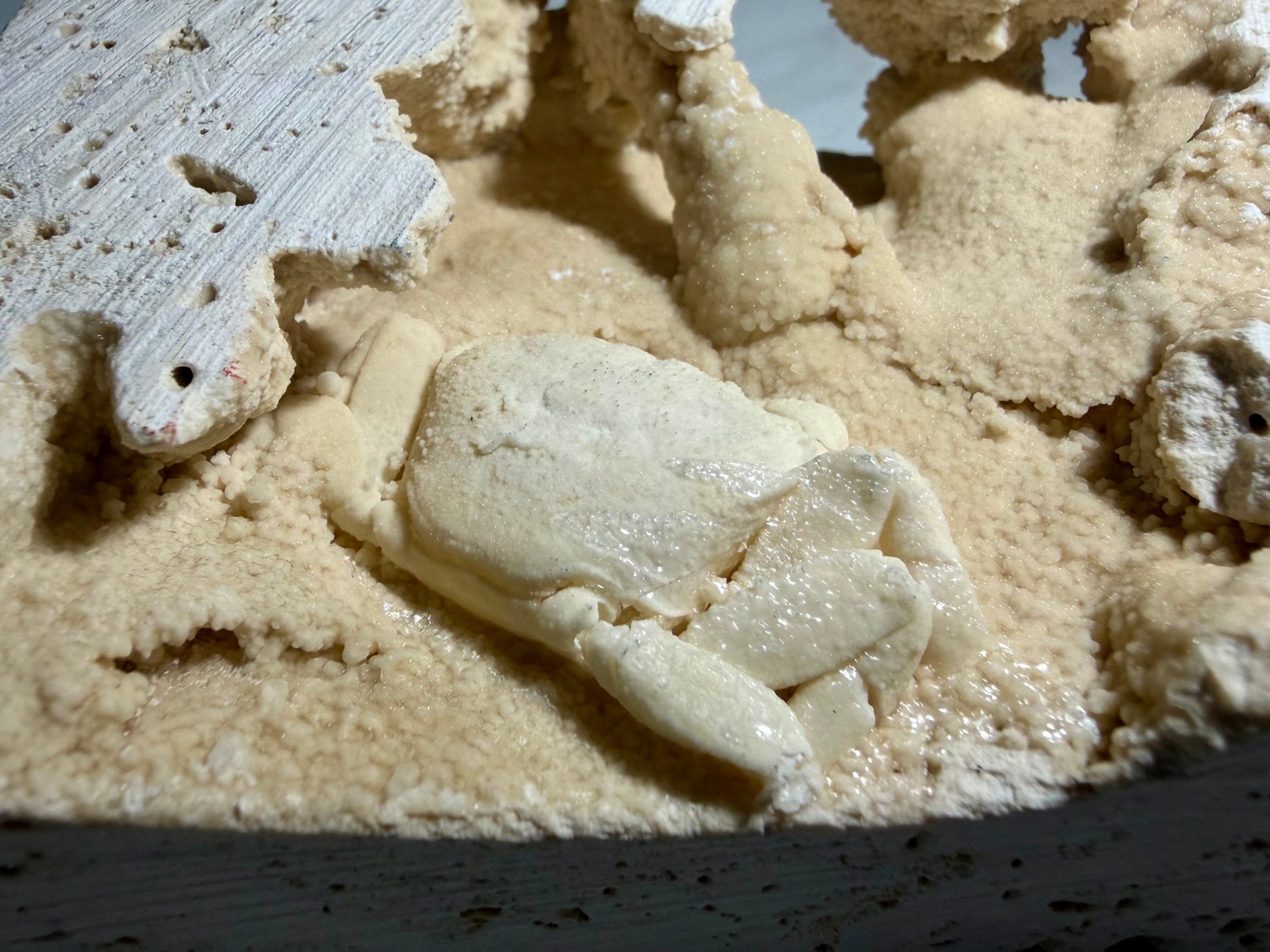 Detailed back shot of pale mineralized crab inside sparkling travertine chamber, 3x3.5 inches.