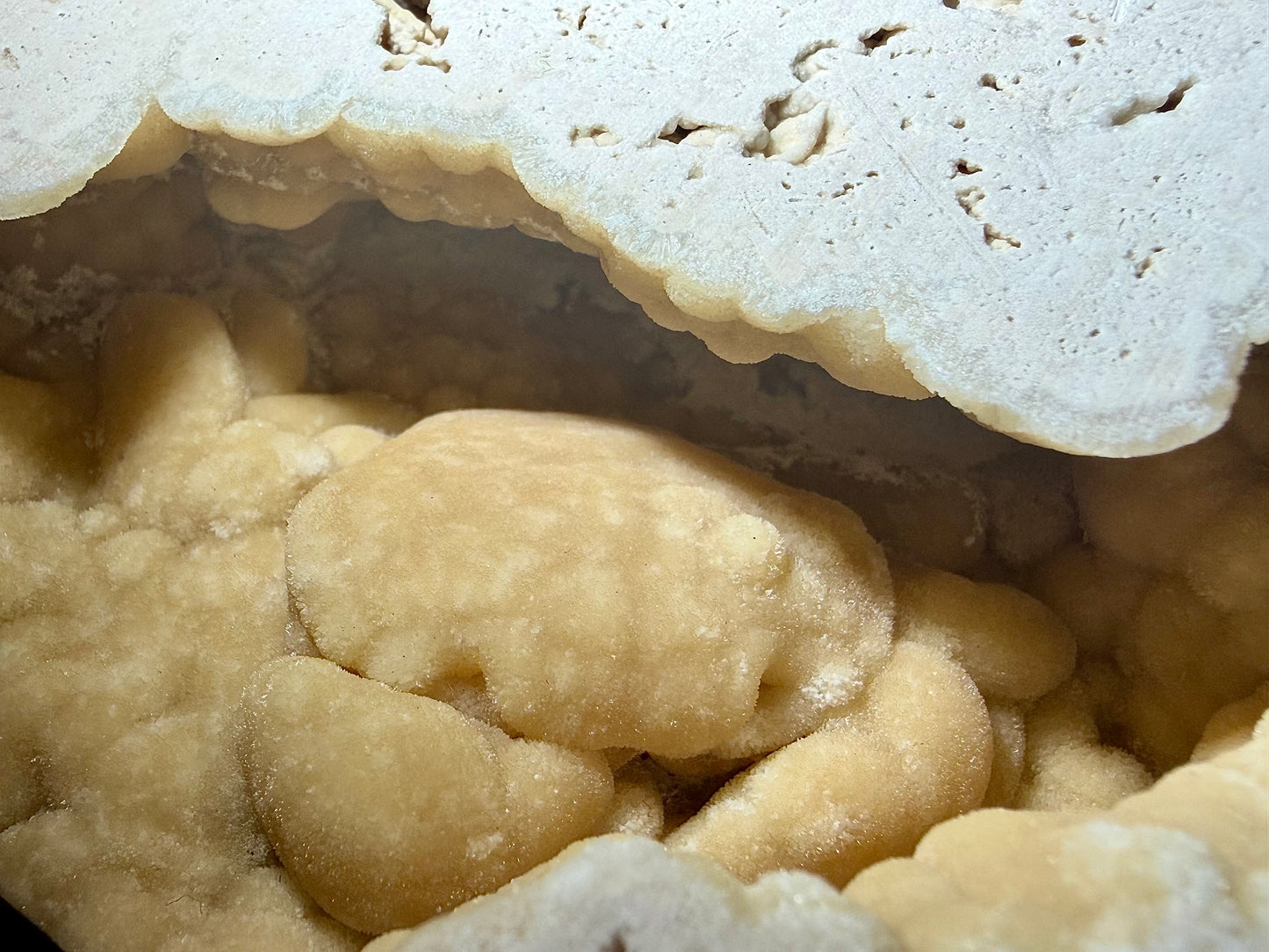 Close-up of rounded botryoidal travertine textures surrounding a submerged fossil crab.