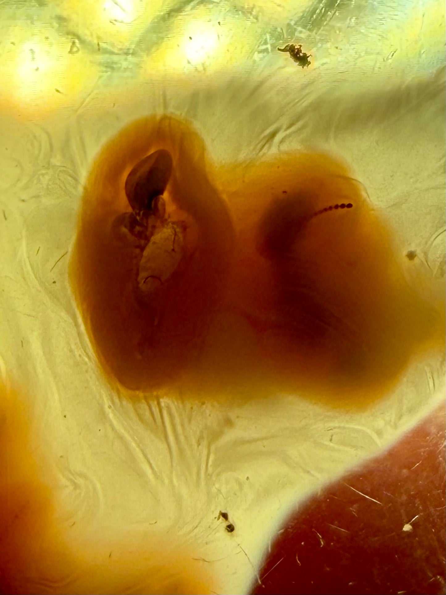 Amber With Insect-Filled Sack- Colombia | River Walkers Minerals