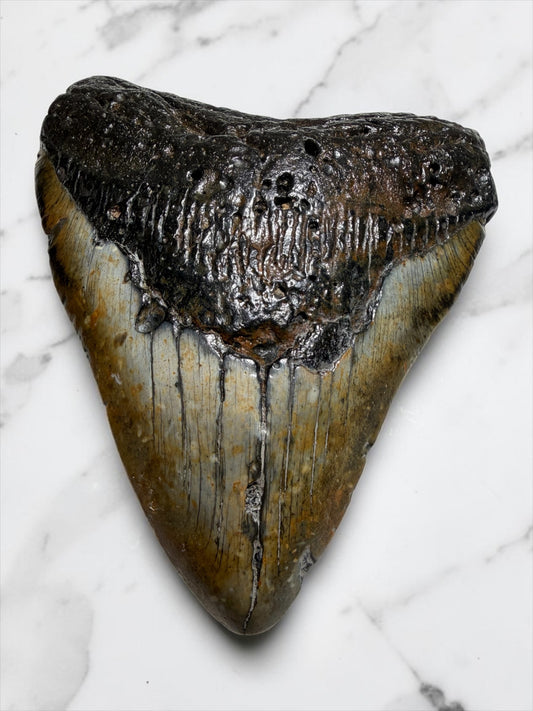Complete Megalodon Tooth Over 5 Inches, NO Repairs or Restorations! -South Carolina | River Walkers Minerals