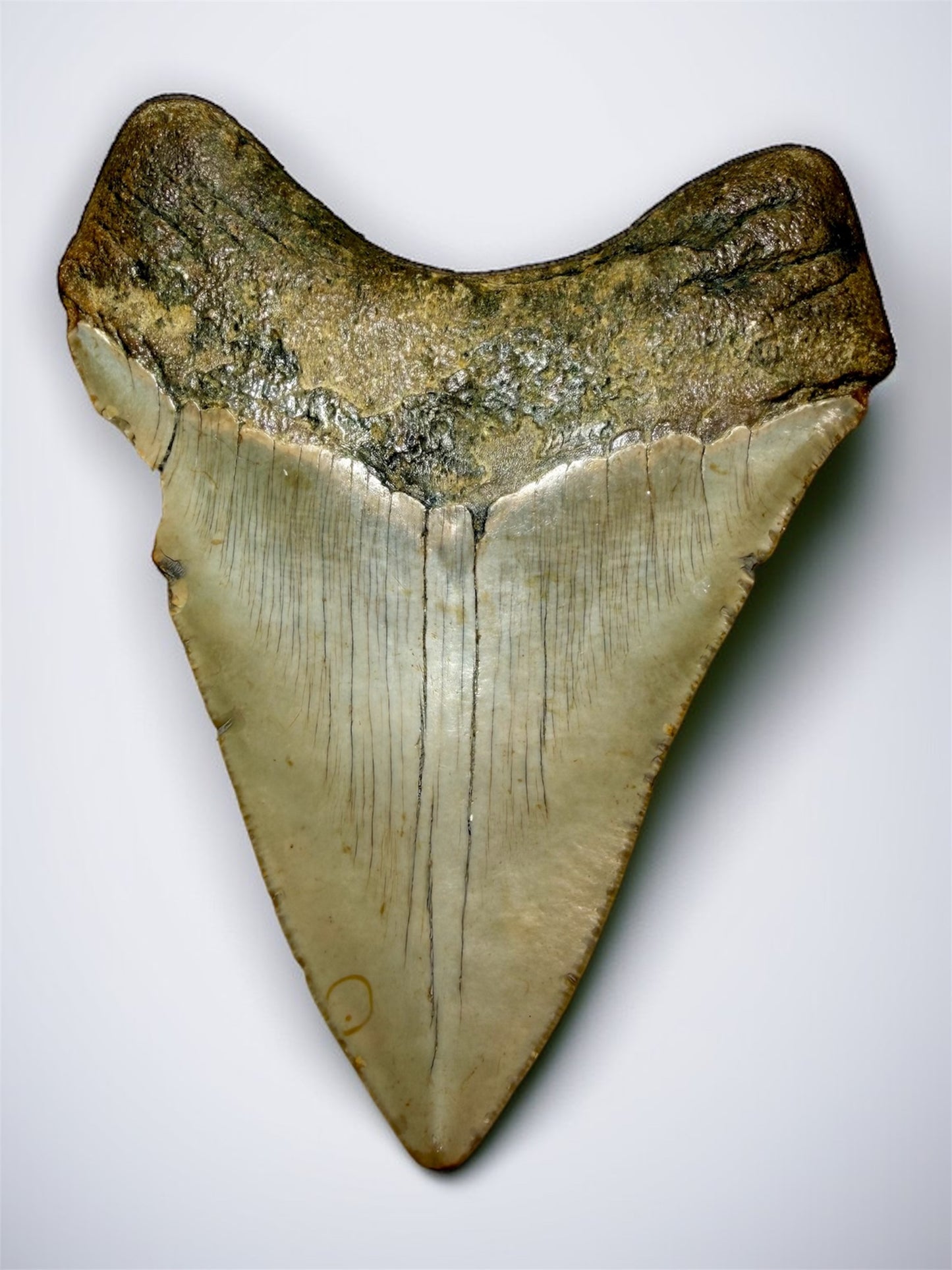 Back view of authentic South Carolina Megalodon tooth