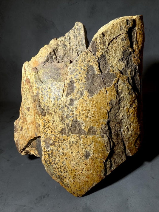 T. Rex Femur Bone Fossil- Hell Creek | River Walkers Minerals