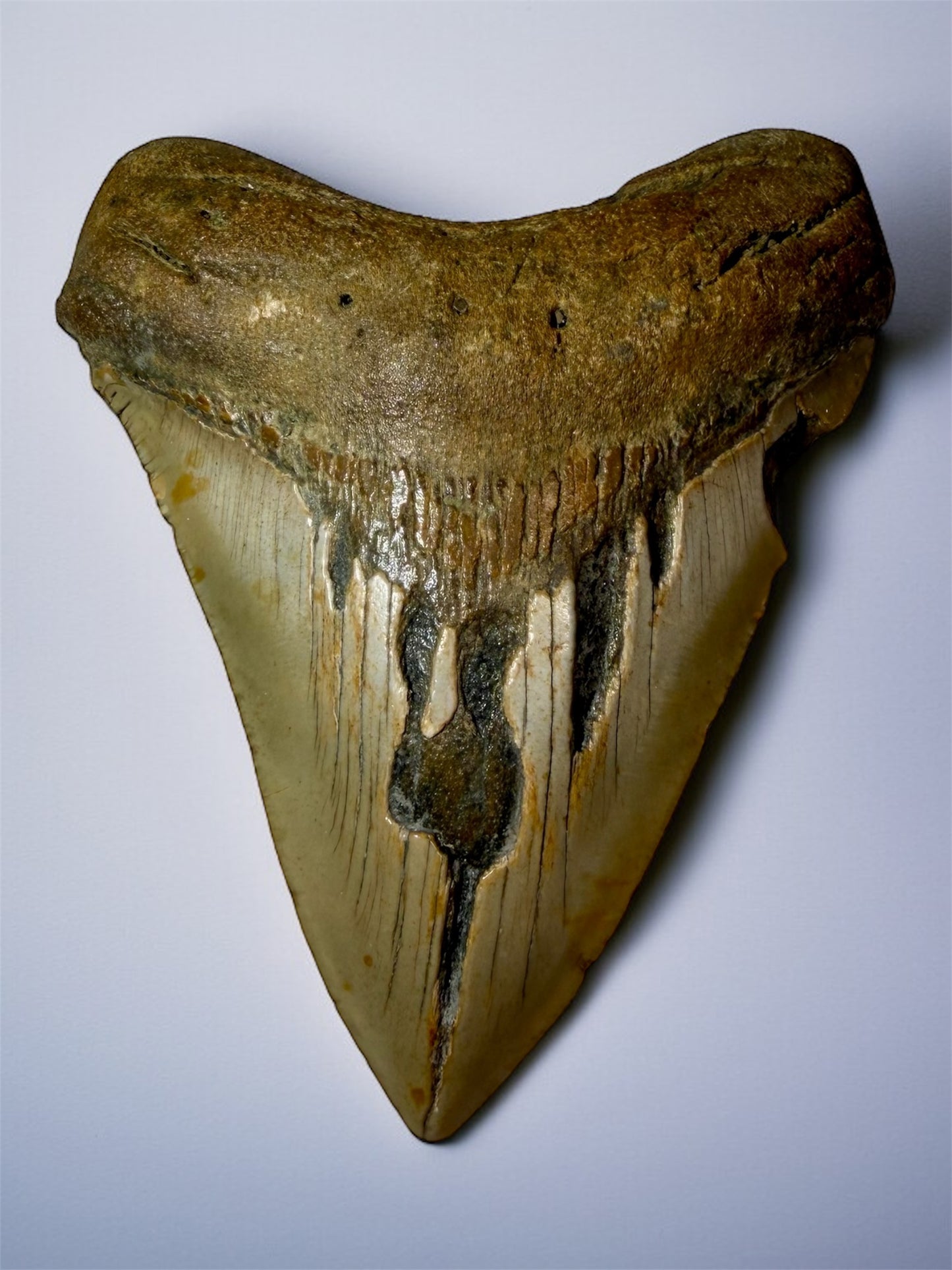 Front view of 5.1 inch natural Megalodon tooth from South Carolina