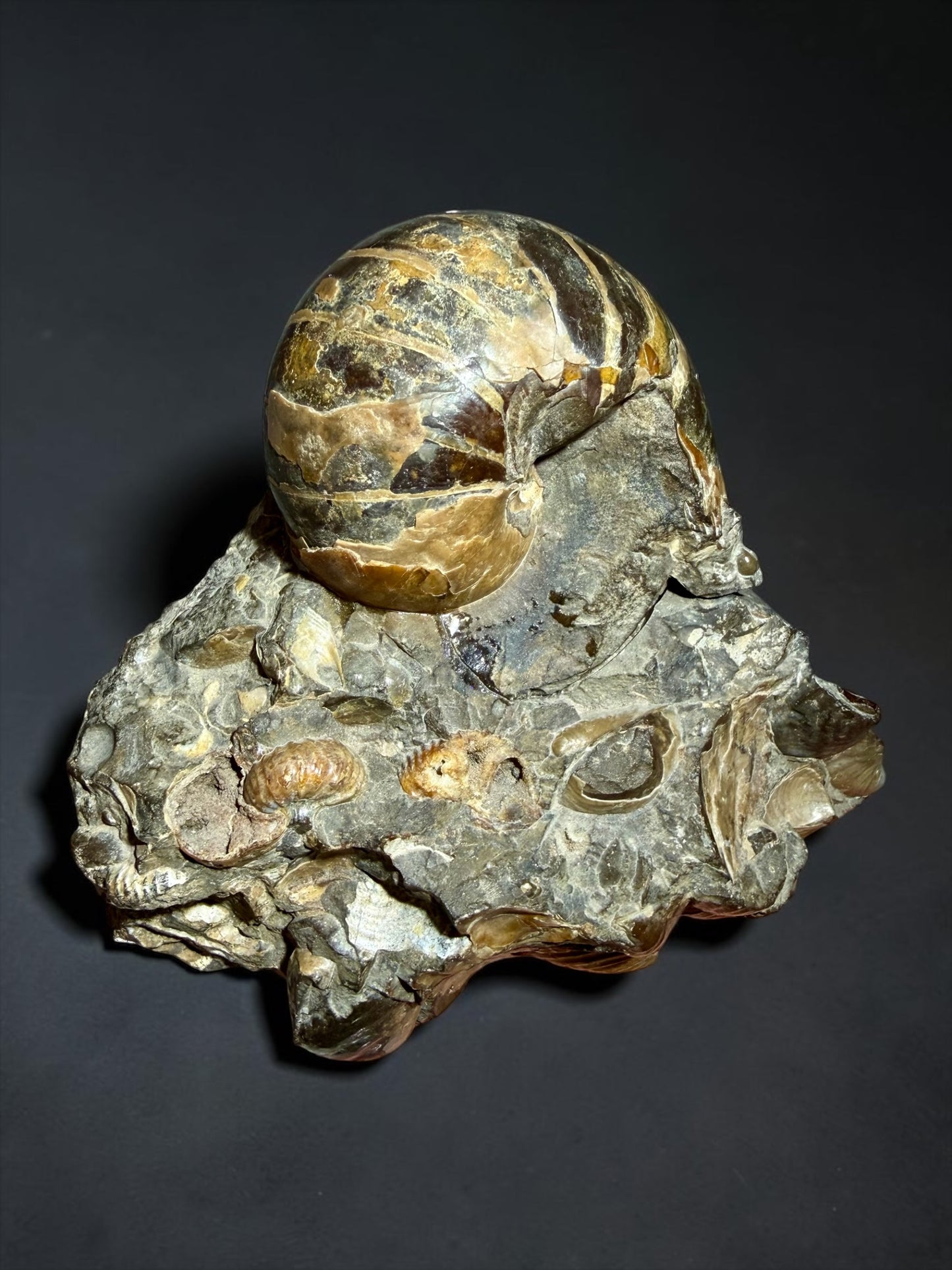 Eutrephoceras dekayi with Hoploscaphites- Pierre Shale, Montana | River Walkers Minerals