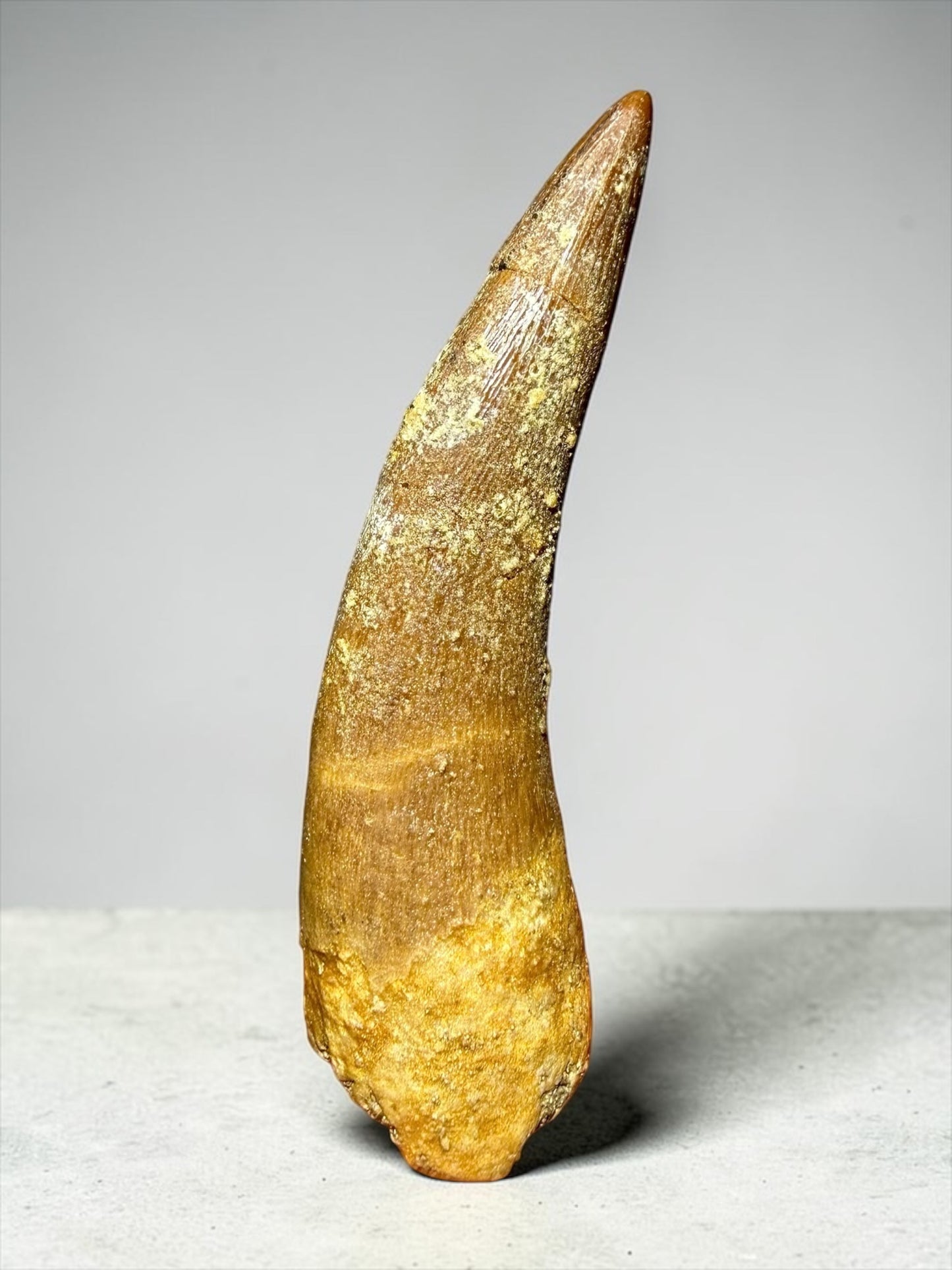 Large Mosasaur Tooth- Khouribga, Morocco | River Walkers Minerals