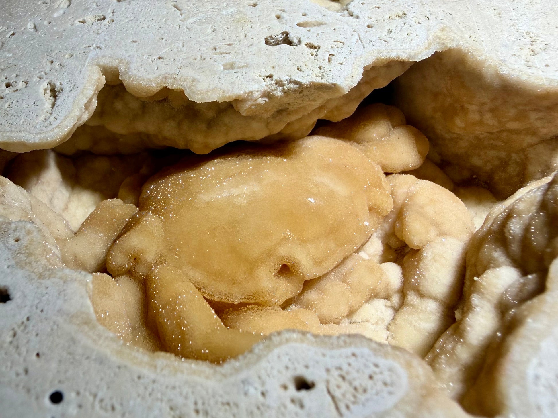 Large Potamon crab fossil nestled in a deep, cave-like travertine pocket with honey-colored mineralization.