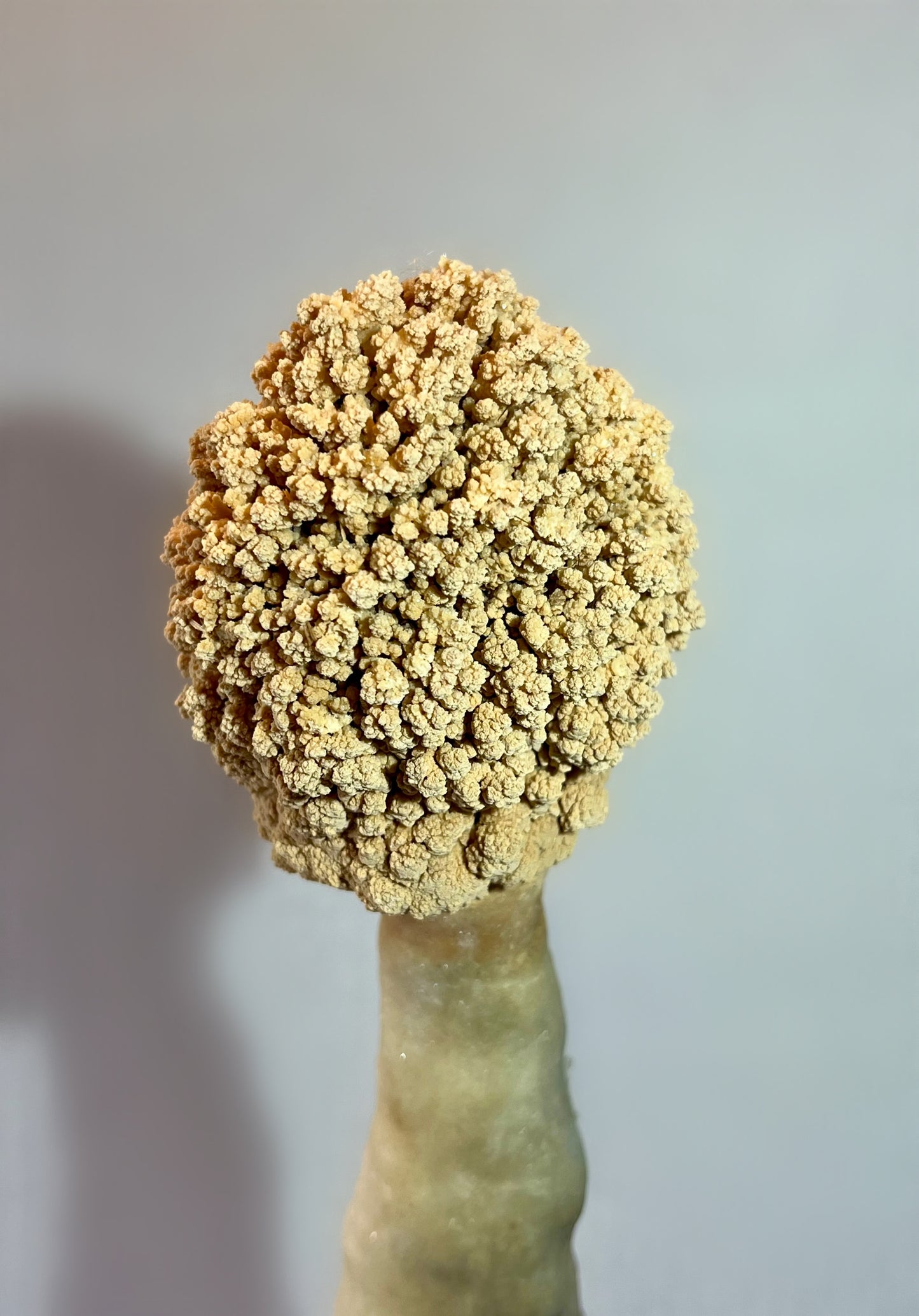 “The Lorax” Calcite Stalactite Rare Growth