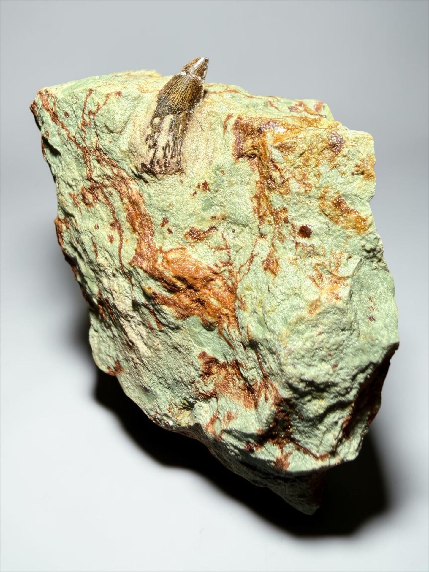 Abelisaur Tooth Preserved in Situ- Dekkar Formation | River Walkers Minerals