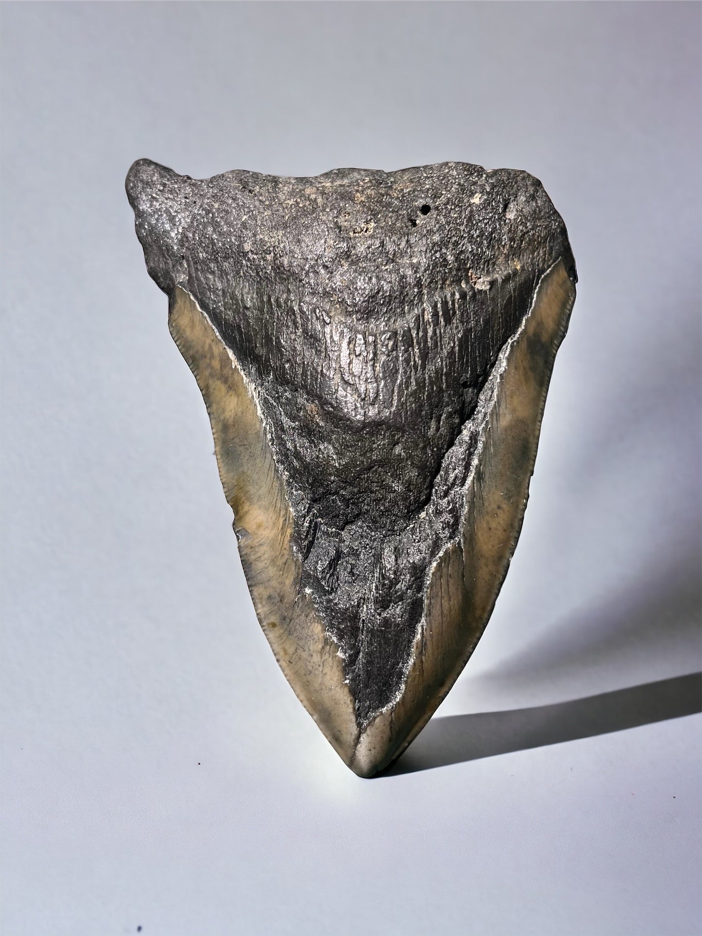 Megalodon Tooth (E)