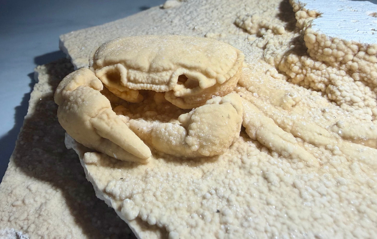 Potamon Crab Fossil (A)- Denizli Basin | River Walkers Mineral