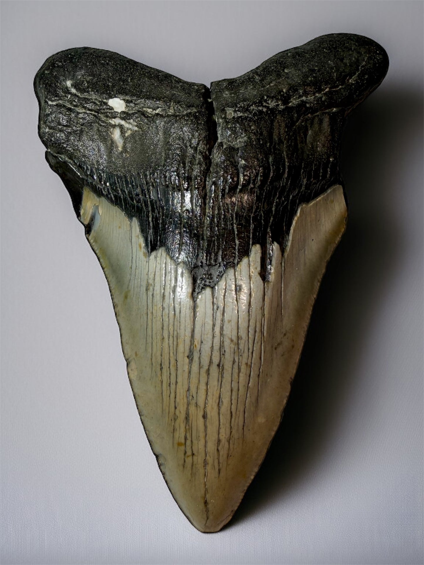 Front view of 5.6 inch South Carolina Megalodon tooth with natural enamel