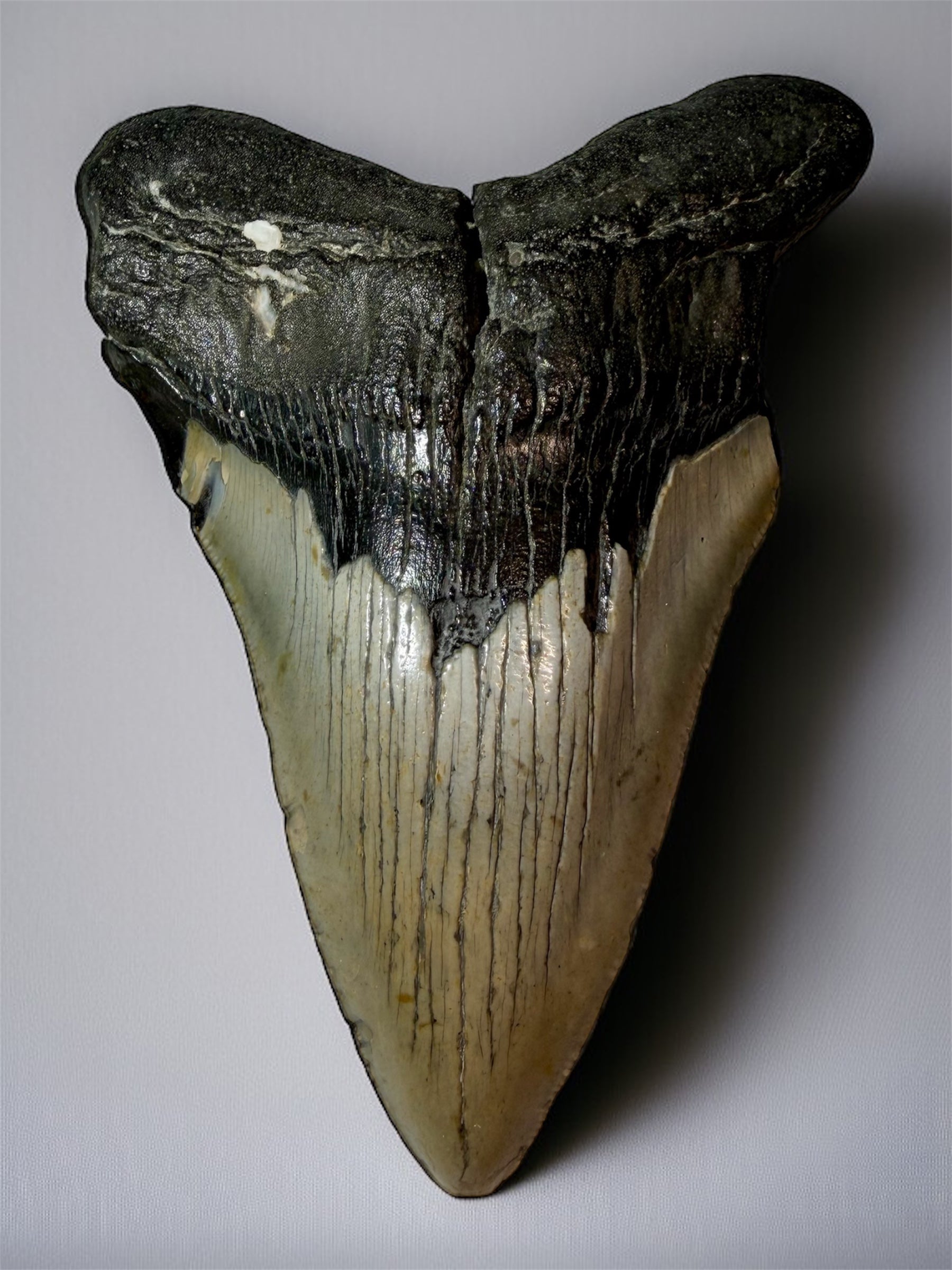 Front view of 5.6 inch South Carolina Megalodon tooth with natural enamel
