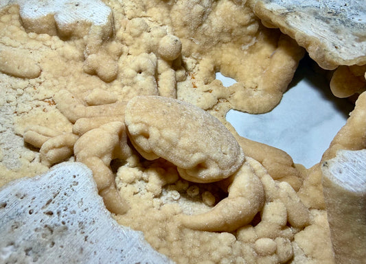 Thick-bodied Potamon crab fossil nestled in a natural travertine pocket from Denizli Basin, Turkey