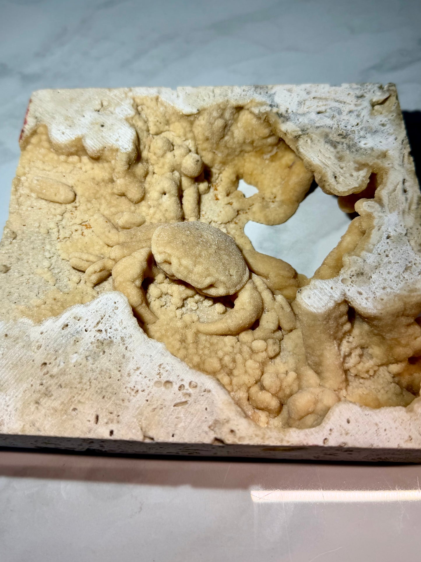 Full specimen of Turkish travertine hosting a naturally sheltered Potamon crab fossil.