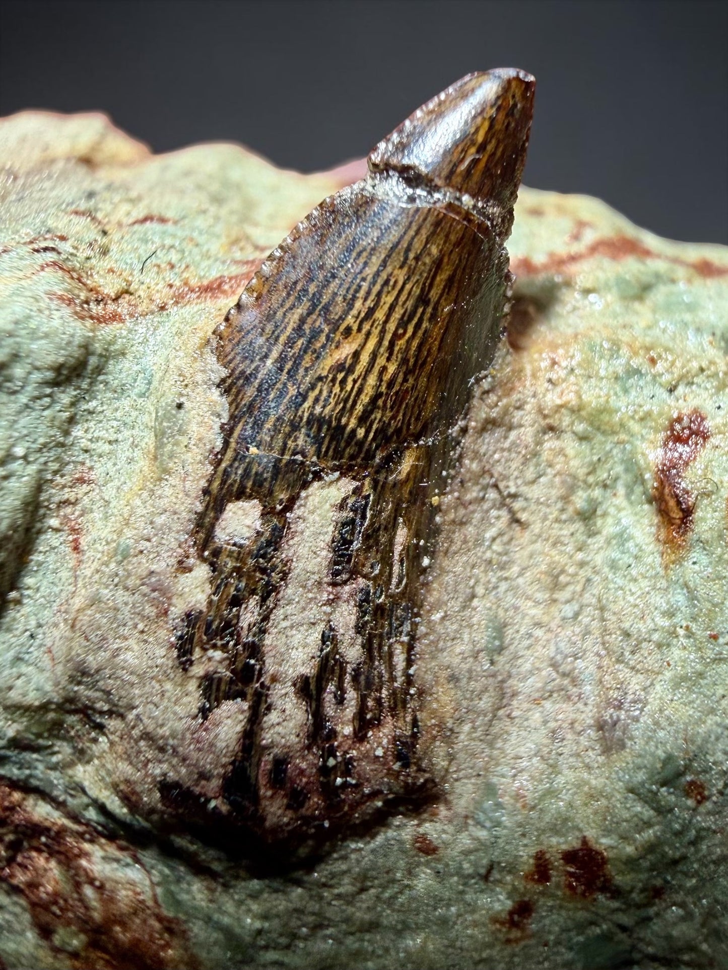 Abelisaur Tooth Preserved in Situ- Dekkar Formation | River Walkers Minerals