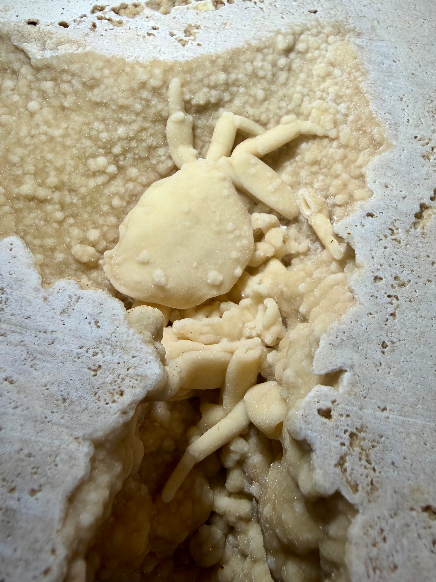 Fossil Potamon crab preserved in travertine, top-down view.