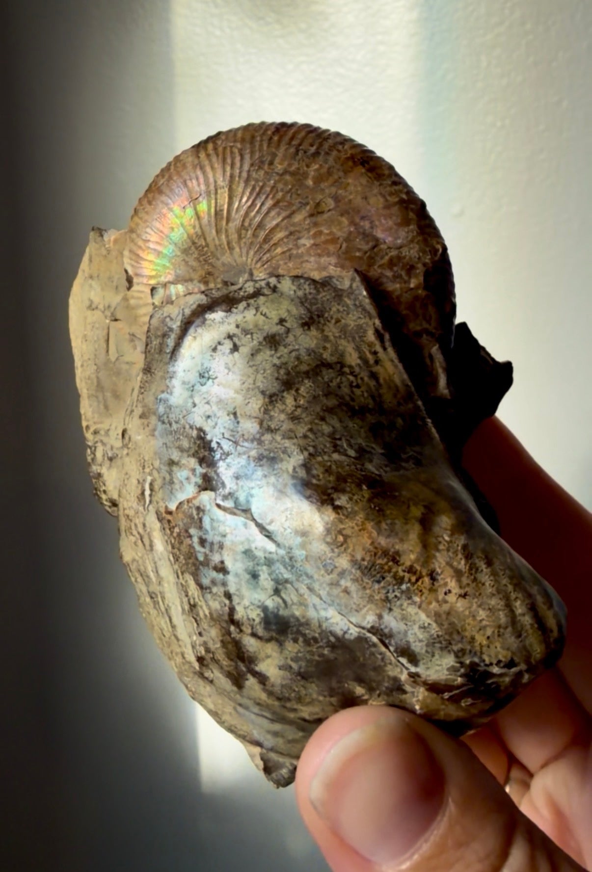 Iridescent-Pearly Eutrephoceras with Marine Shell Fossil- Pierre Shale Montana | River Walkers Minerals