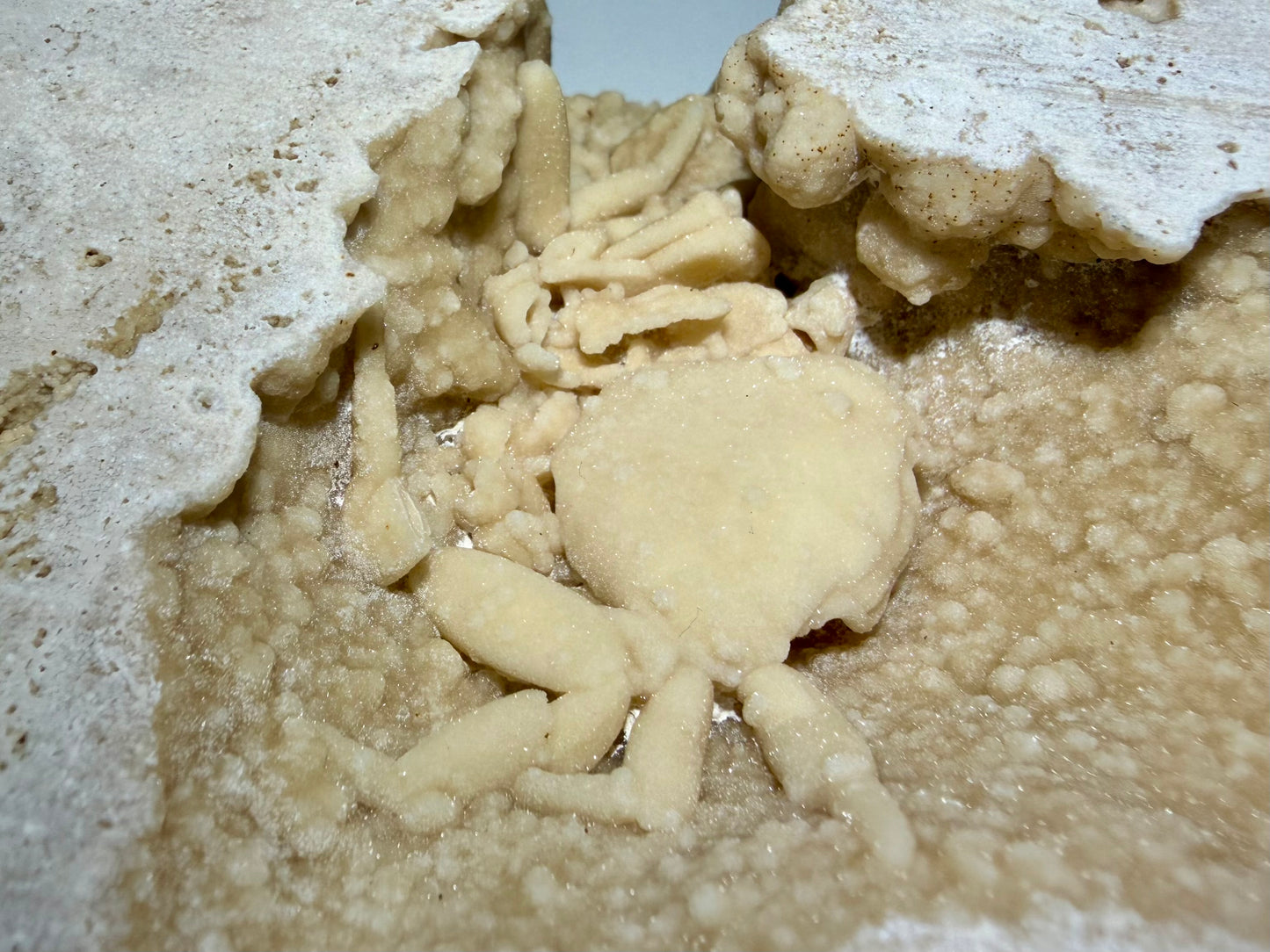 Detailed view of crab legs and claws embedded in travertine.