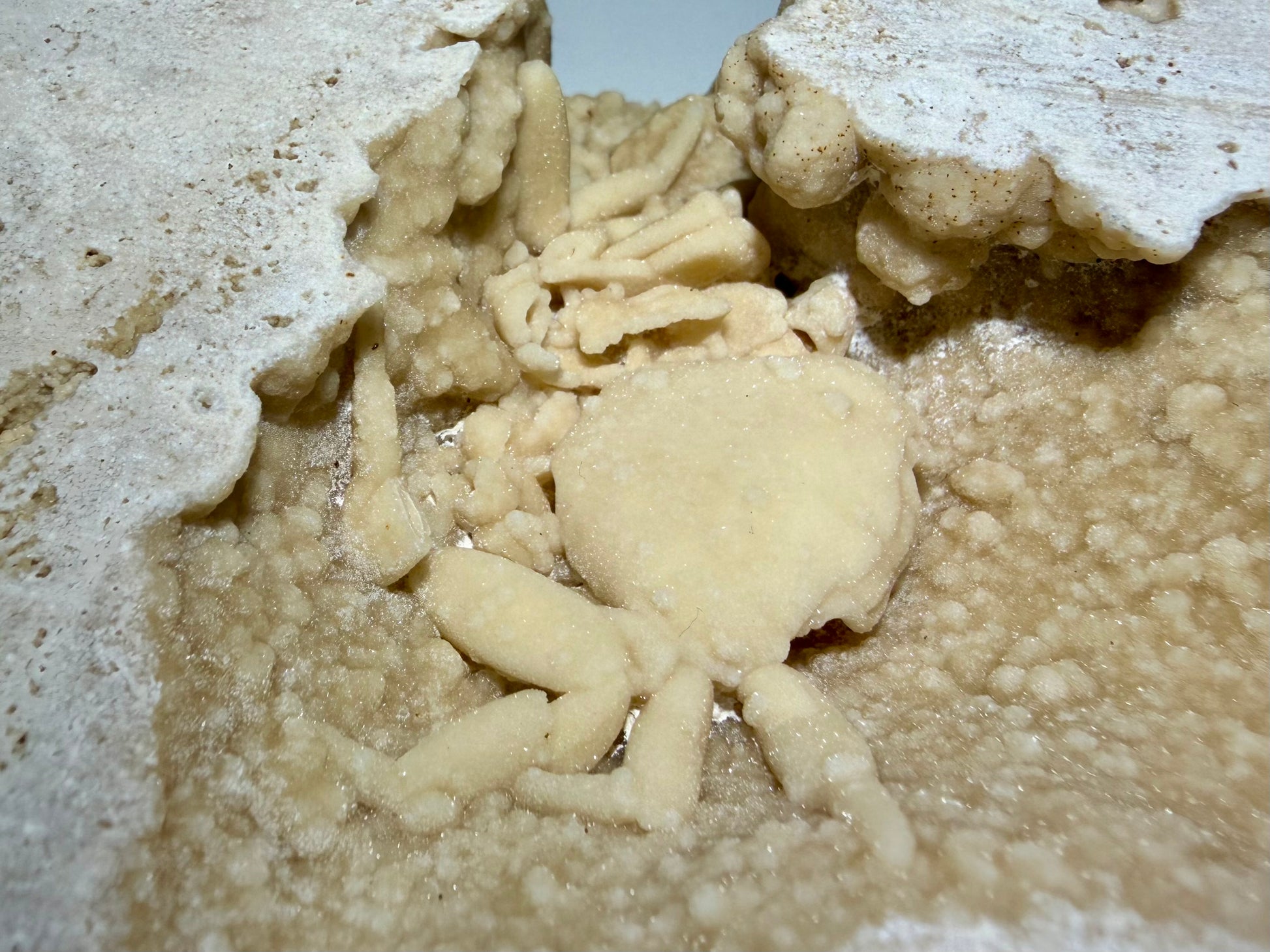 Detailed view of crab legs and claws embedded in travertine.