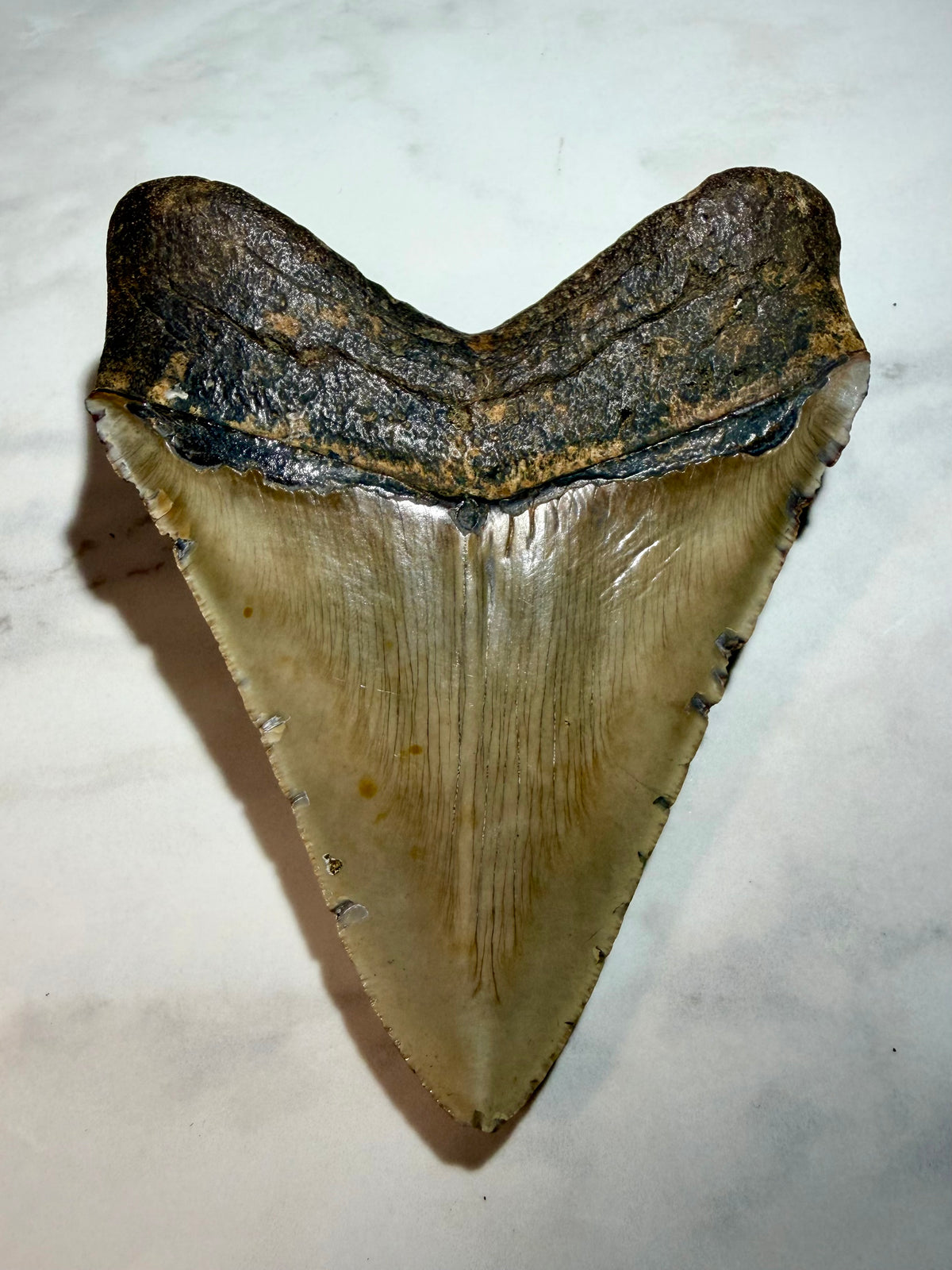 Complete Megalodon Tooth Over 5 Inches, NO Repairs or Restorations- South Carolina | River Walkers Minerals