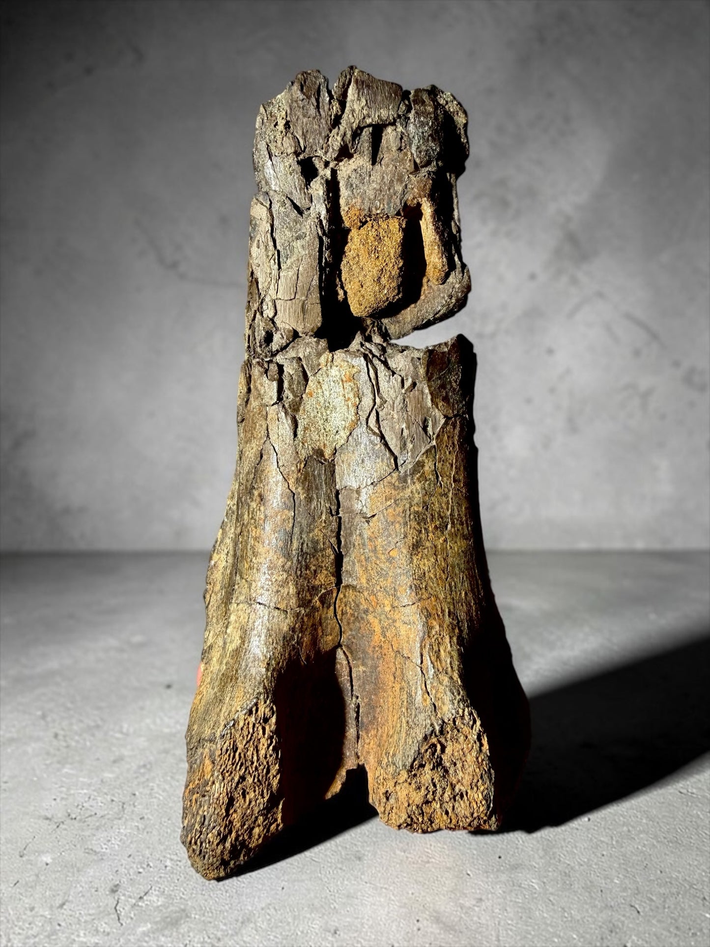 Large Hadrosaur Leg Bone Fragment- Hell Creek Formation | River Walkers Minerals