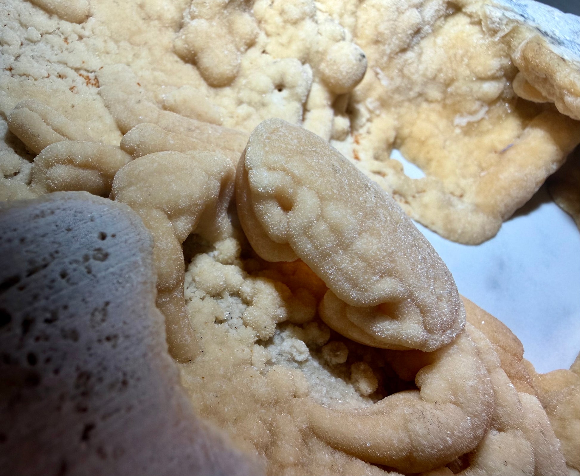 Recessed Potamon crab fossil showing tucked posture inside textured travertine cavity.
