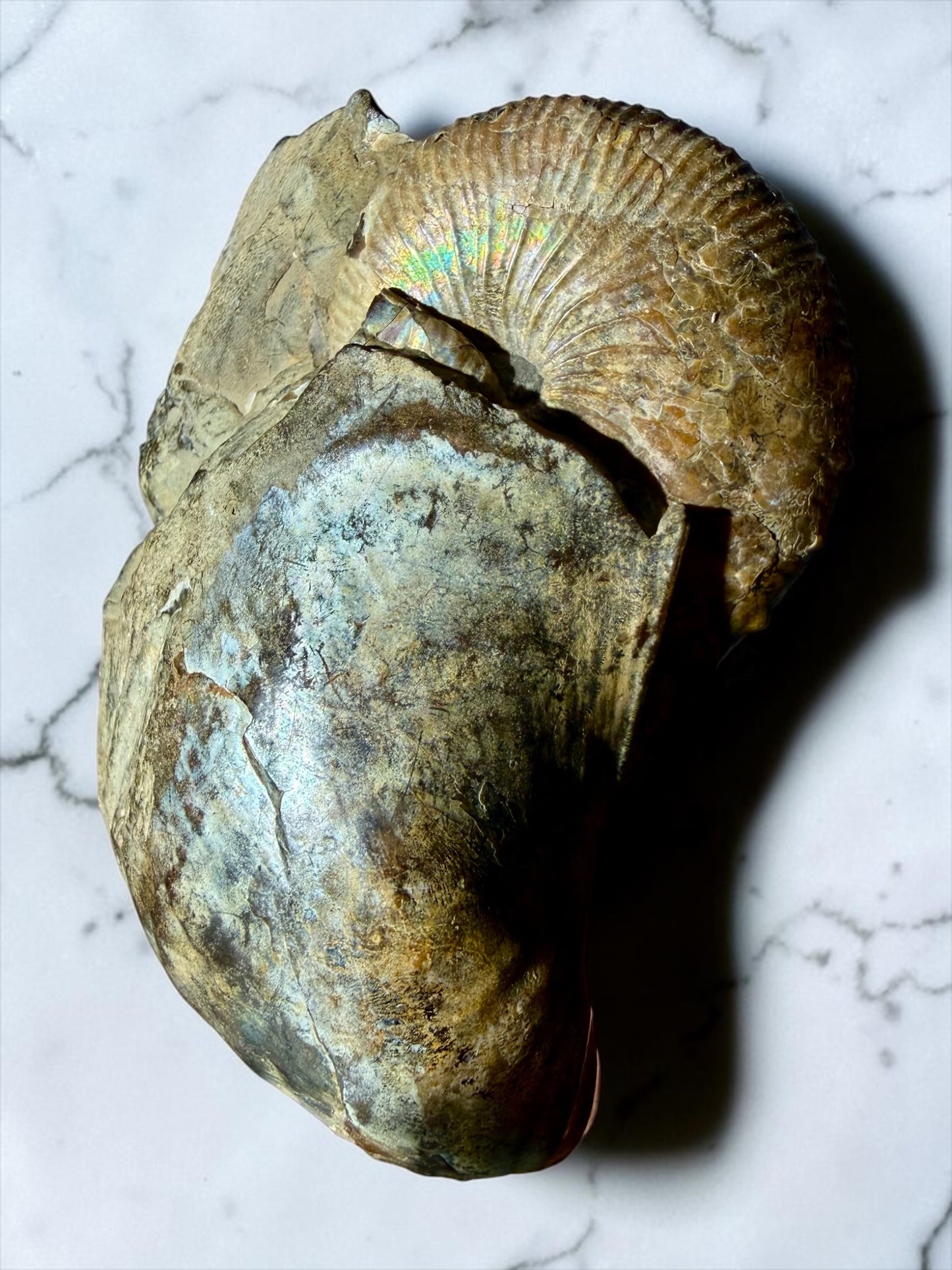 Iridescent-Pearly Eutrephoceras with Marine Shell Fossil- Pierre Shale Montana | River Walkers Minerals