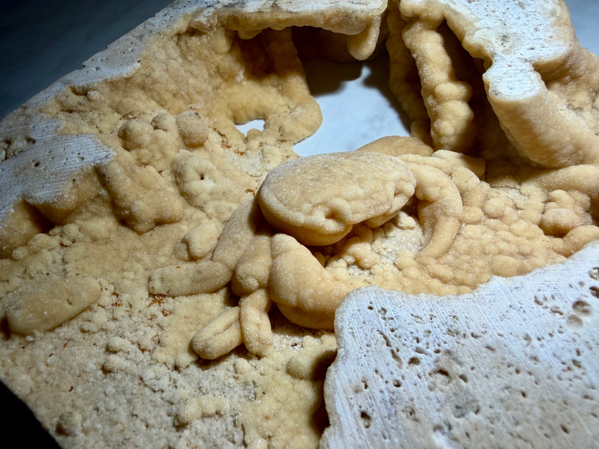 Close-up of robust fossil crab with curved claws and dense mineralization in cream travertine
