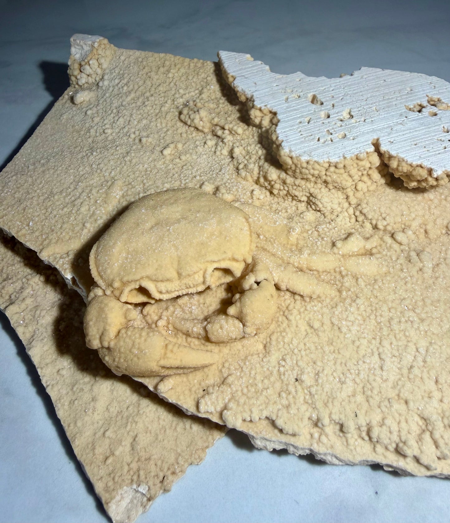 Close-up of fossil crab in travertine, highlighting carapace detail and natural crystal texture.