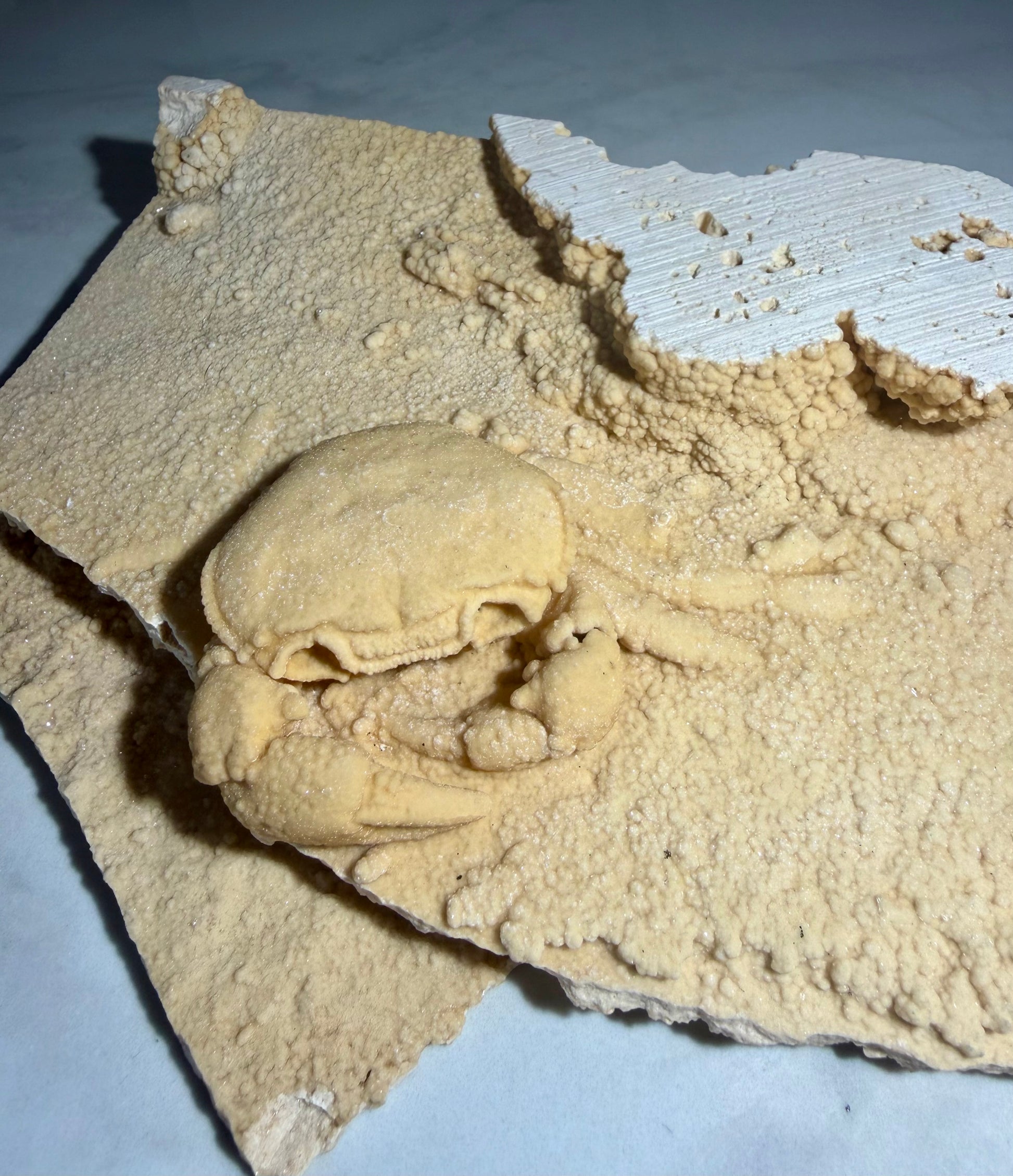 Close-up of fossil crab in travertine, highlighting carapace detail and natural crystal texture.
