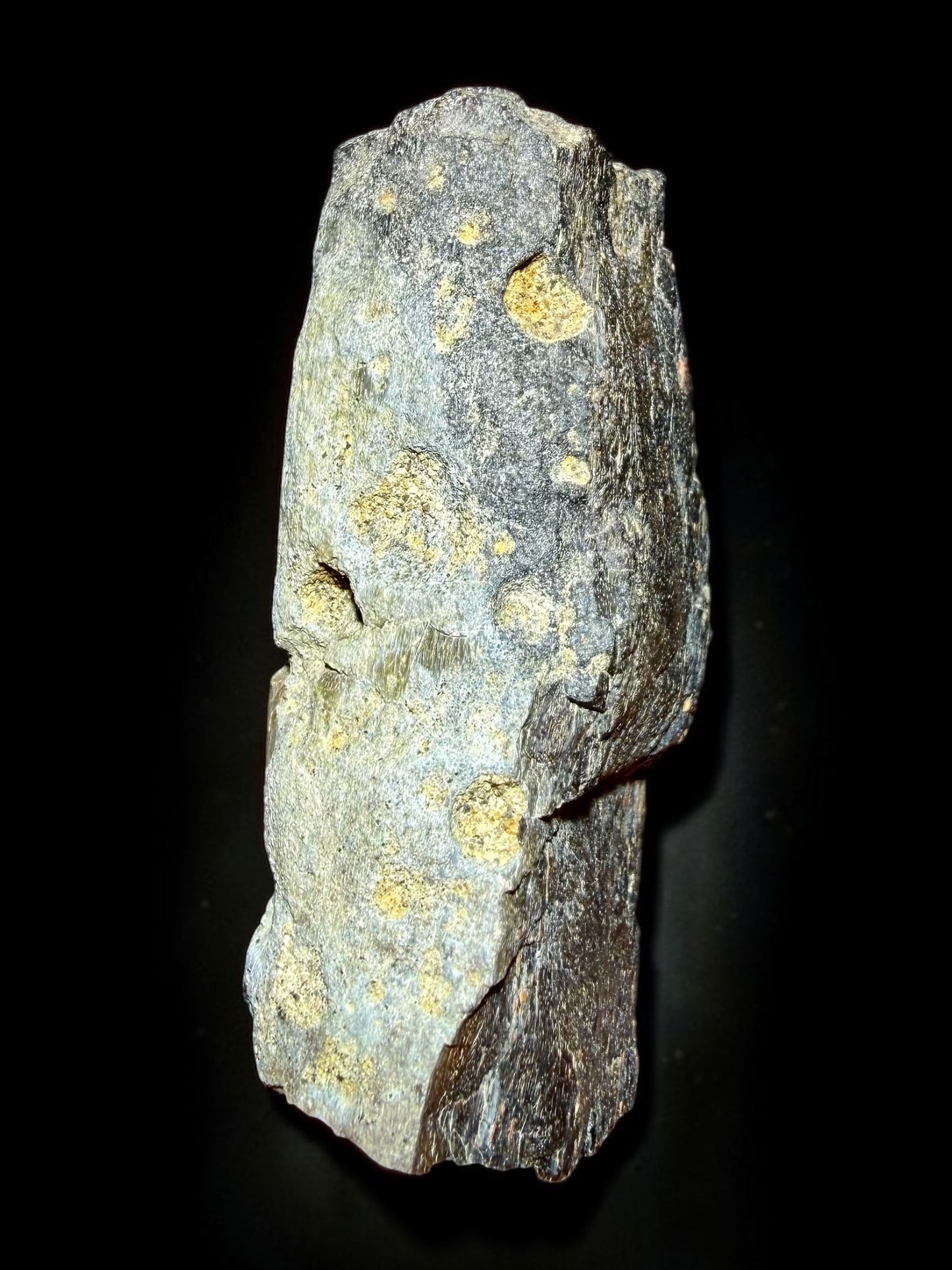 Camarasaurus Femur Fragment with Bite Marks- Morrison Formation | River Walkers Minerals