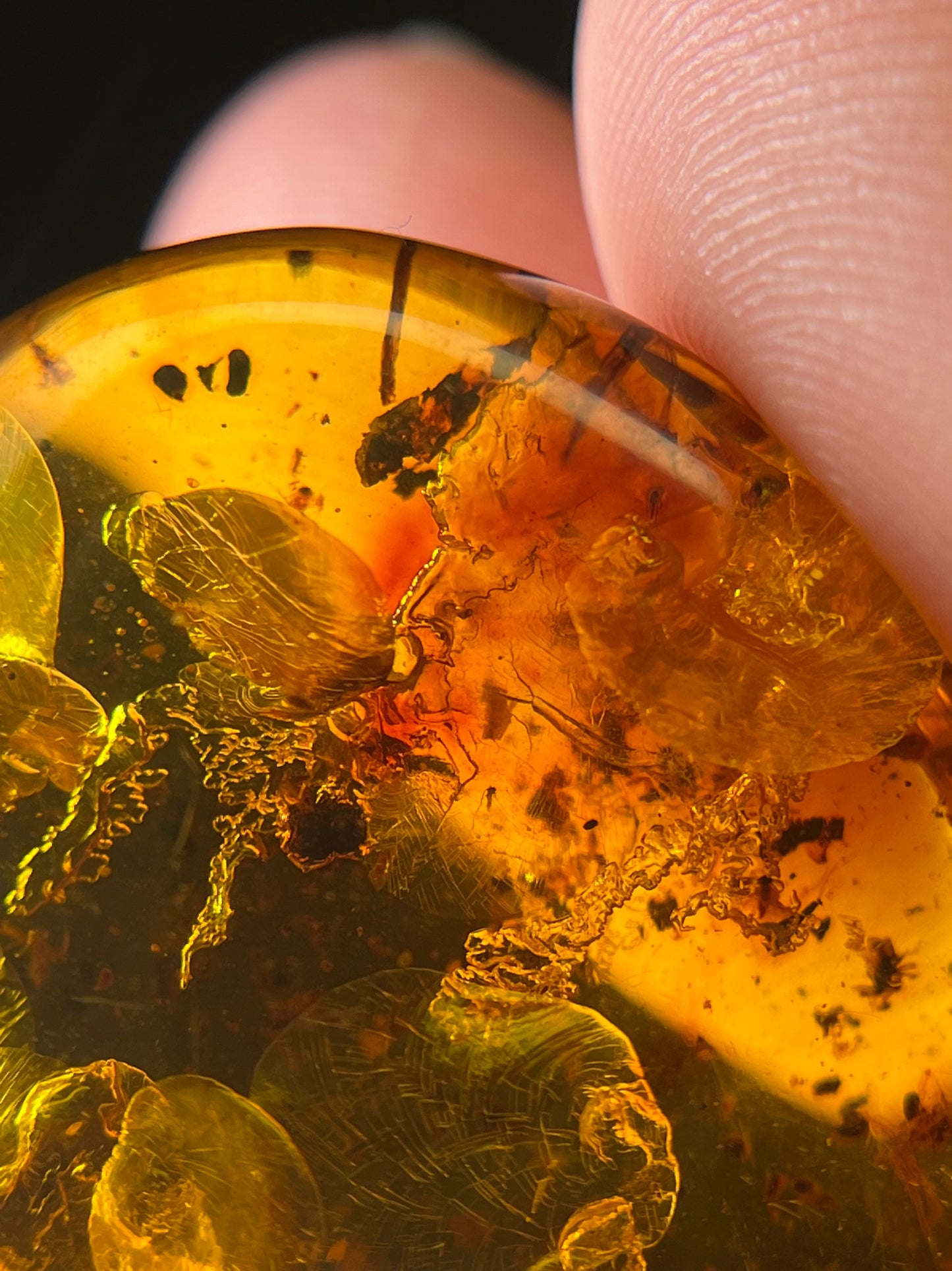 Colombian Amber with Insects (C)