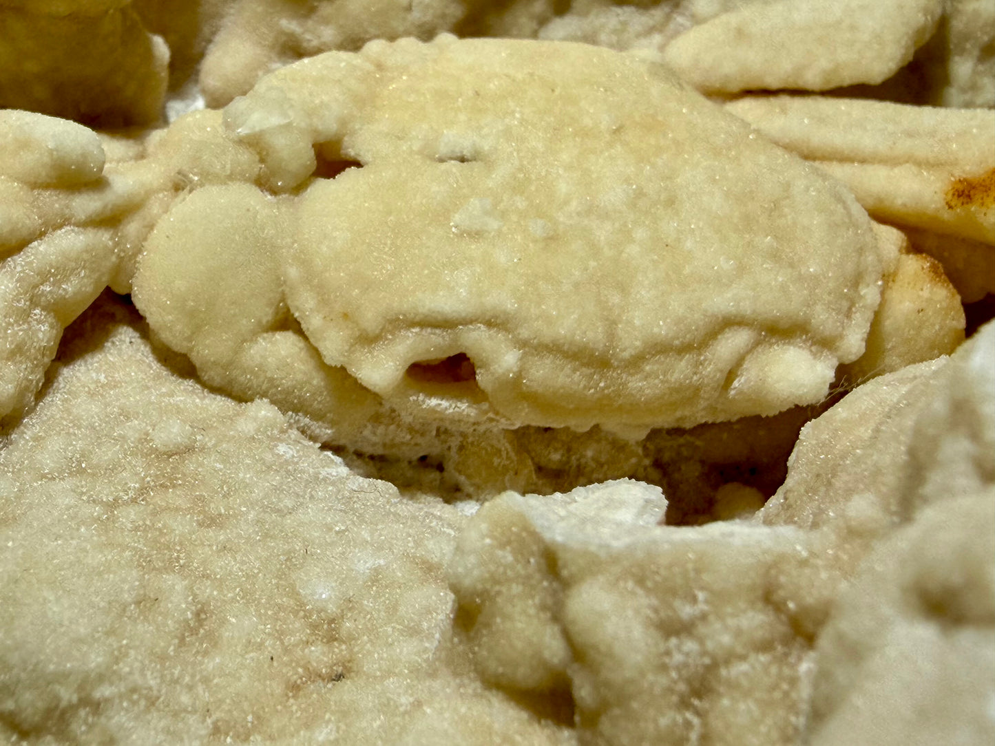 Miocene–Pliocene Potamon crab fossil framed by thick mineral walls and natural porosity.